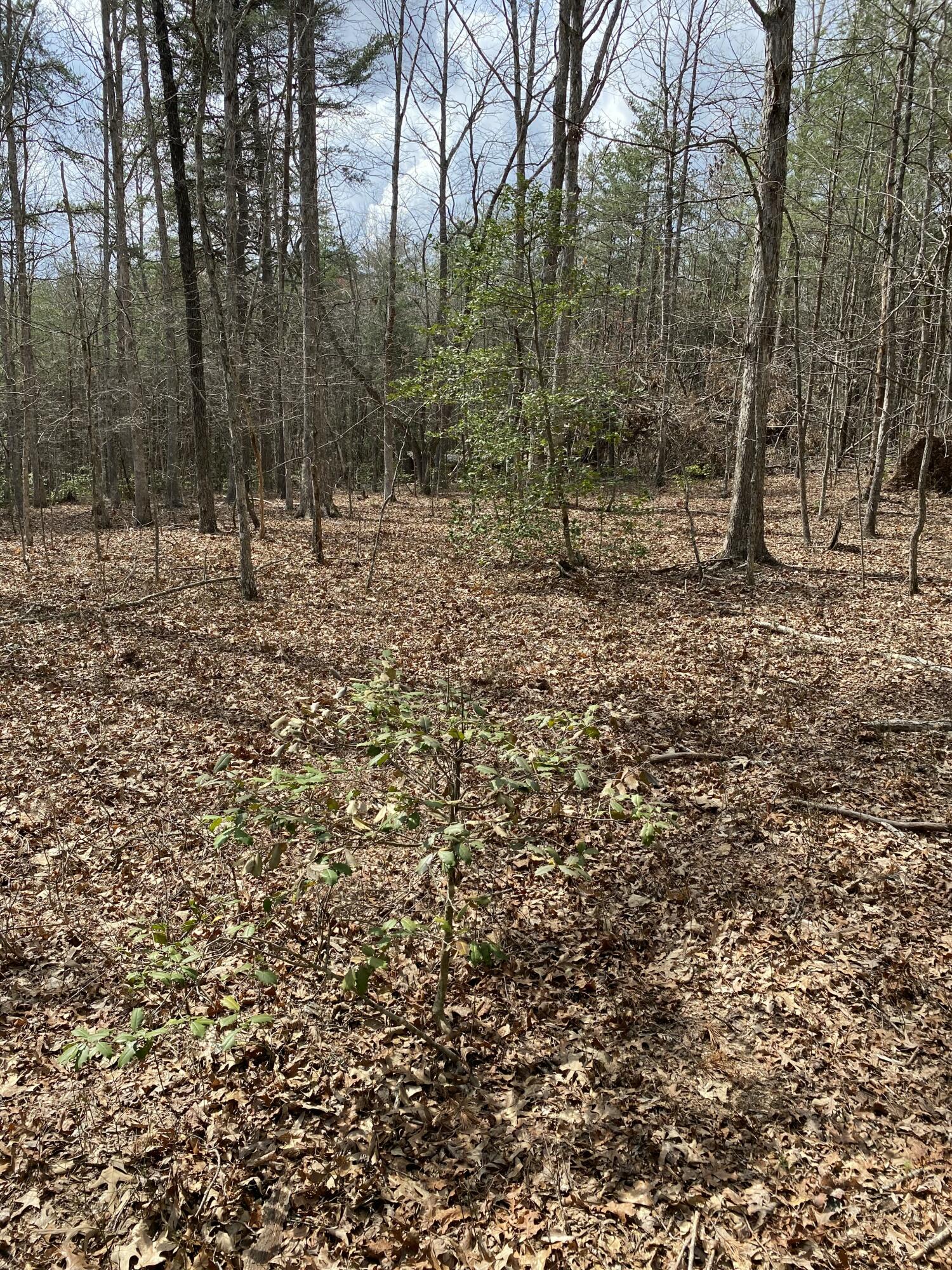 Lone Wolf Trail #3, Spencer, Tennessee image 21