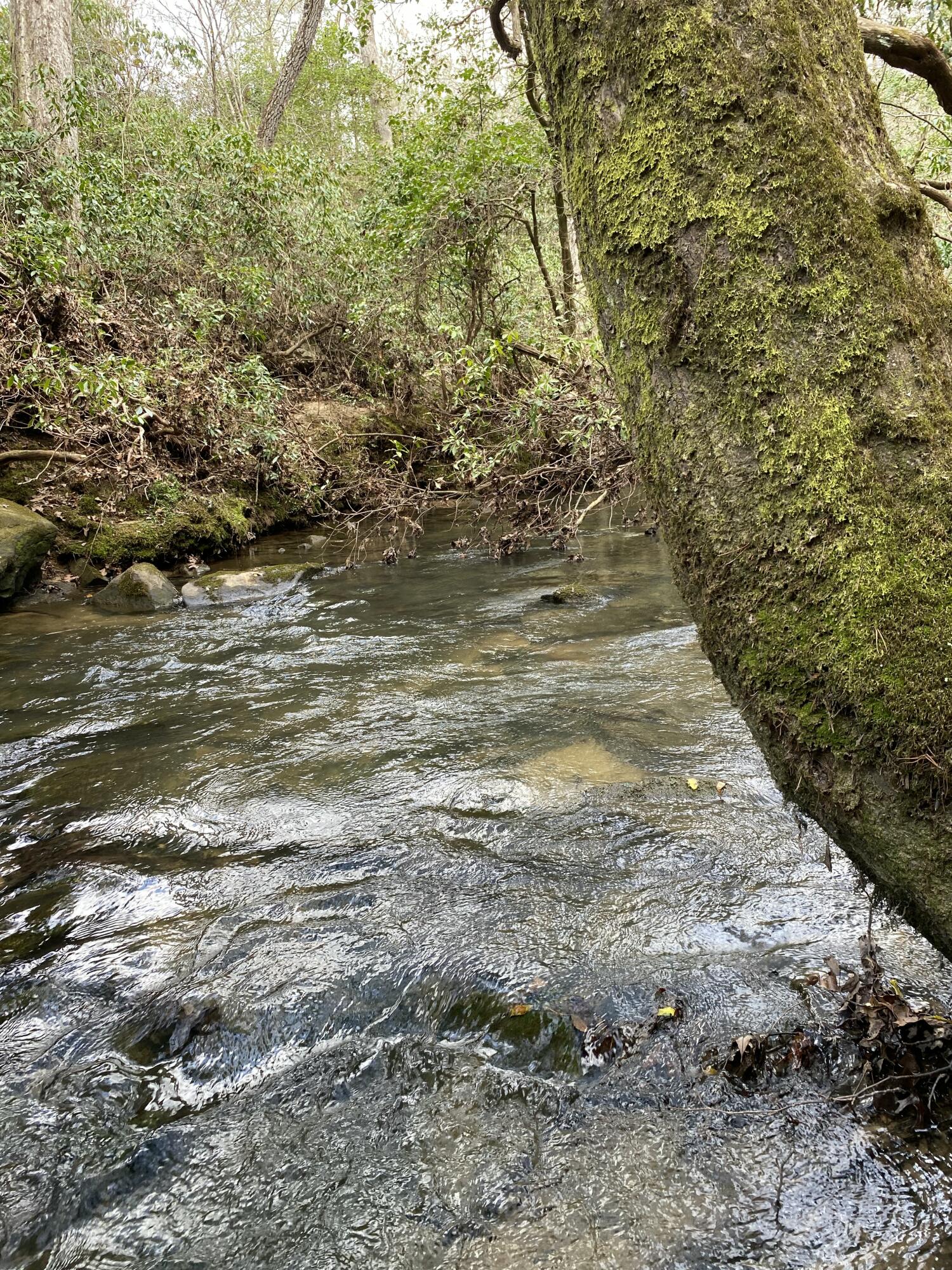 Lone Wolf Trail #3, Spencer, Tennessee image 4