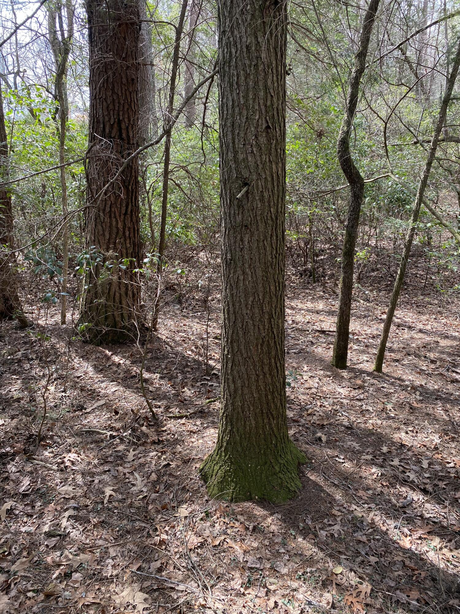 Lone Wolf Trail #3, Spencer, Tennessee image 8