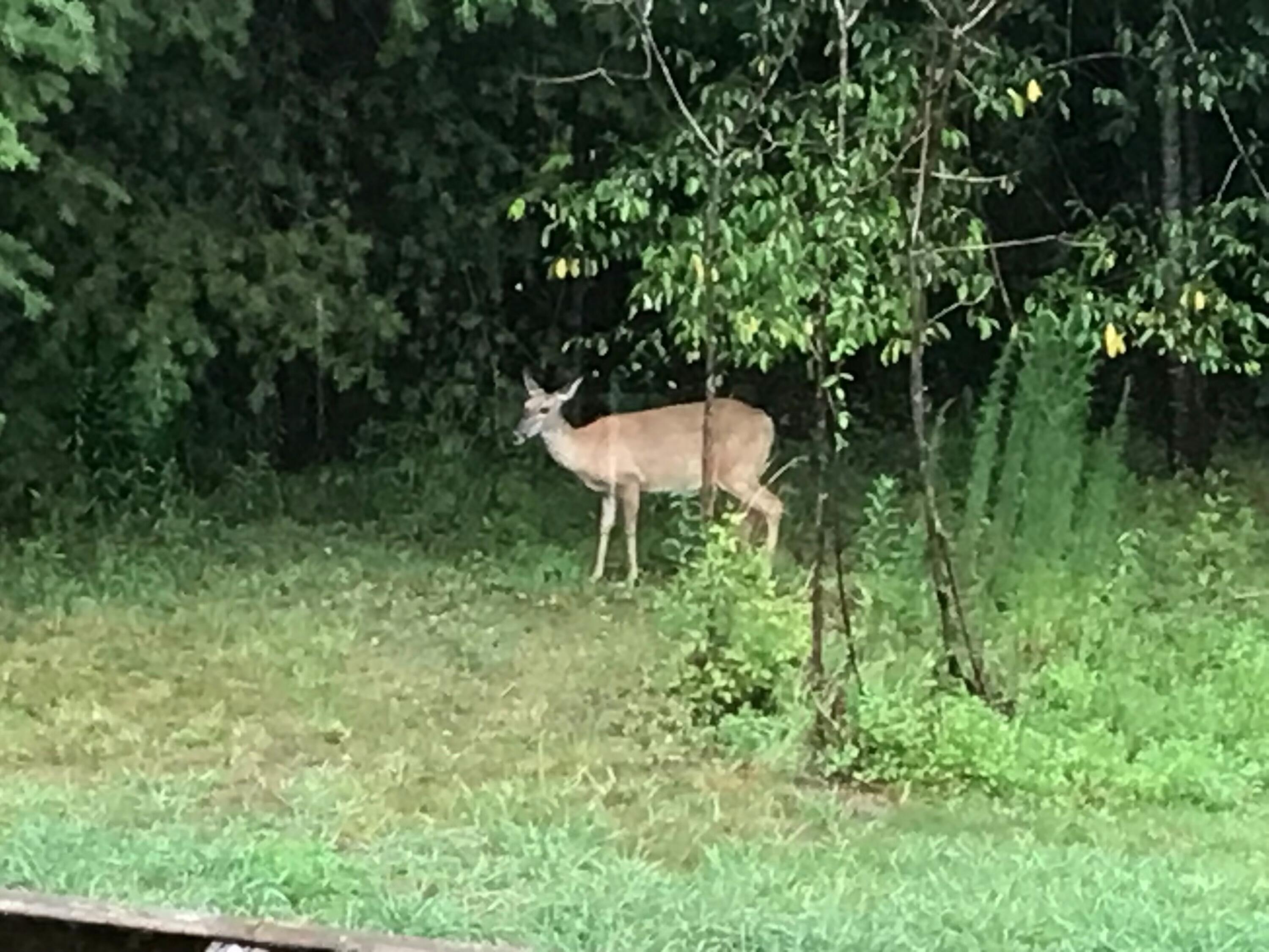 Dunlap, Tennessee 37327, United States, 3 Bedrooms Bedrooms, ,2 BathroomsBathrooms,Residential,Active,229428