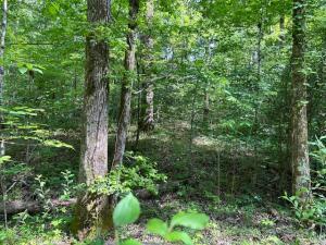 39 Ac Highway 68, Tellico Plains, Tennessee image 31