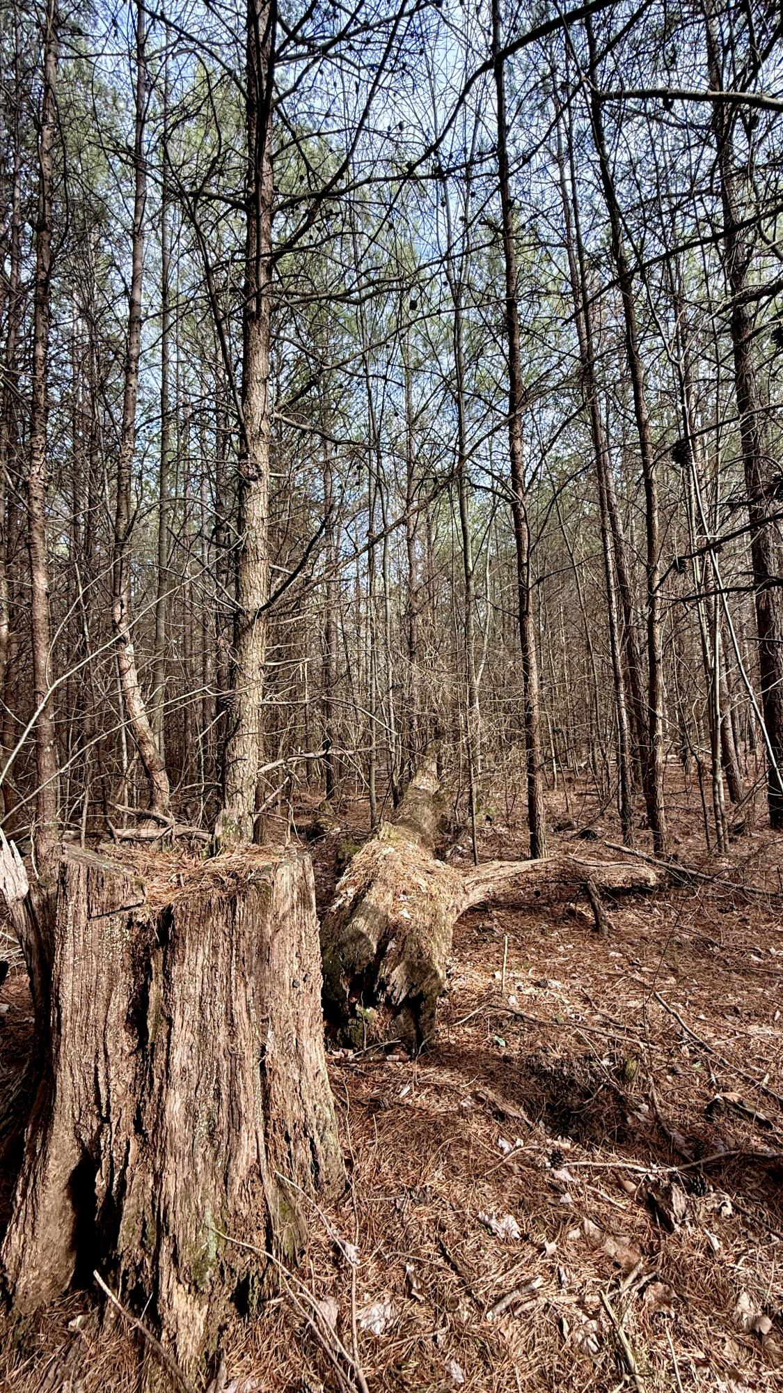 00 Coca Cola Road #LOT 1, Dunlap, Tennessee image 9