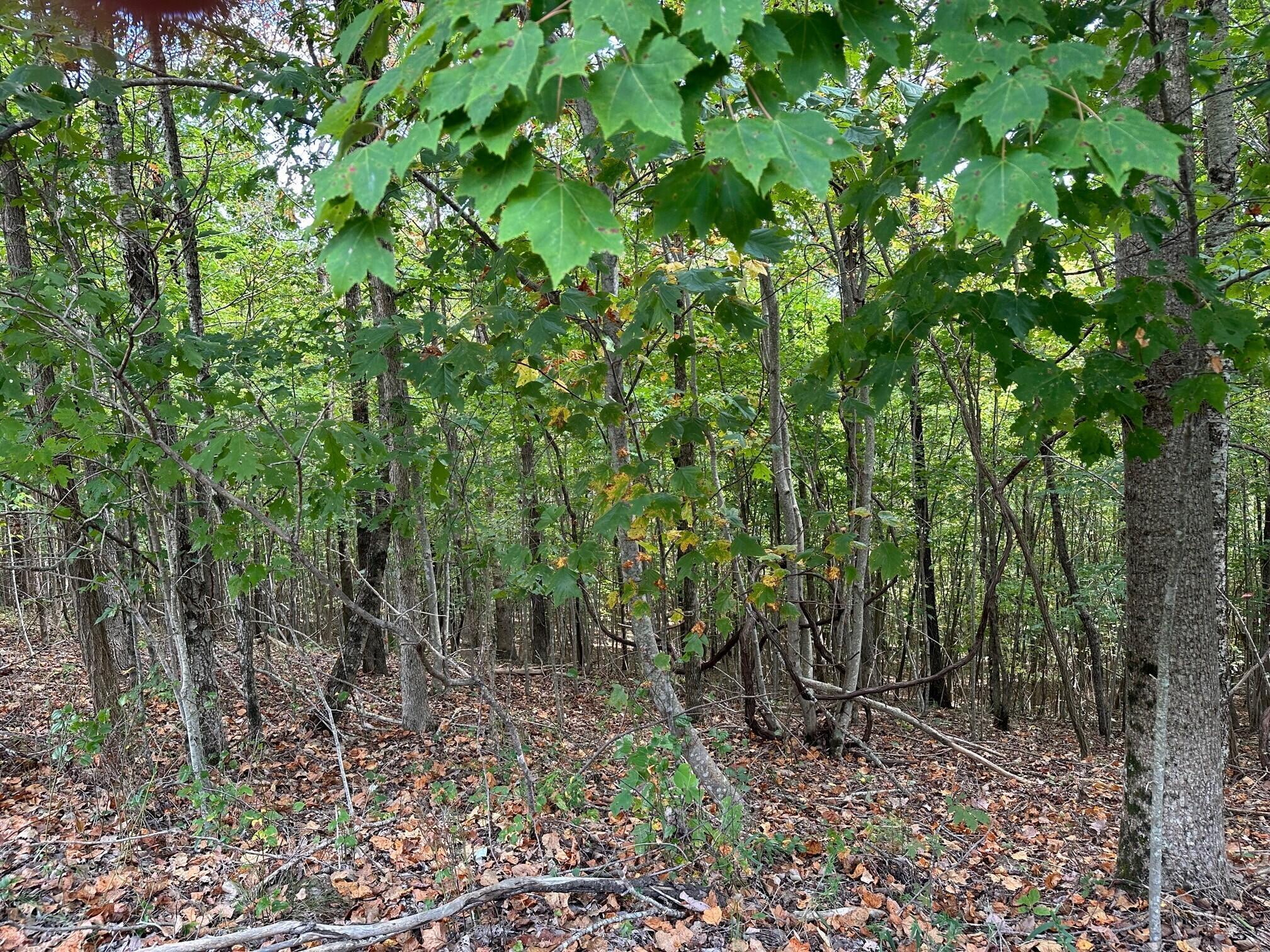 Lot 77 Thunder Ridge Drive #77, South Pittsburg, Tennessee image 3