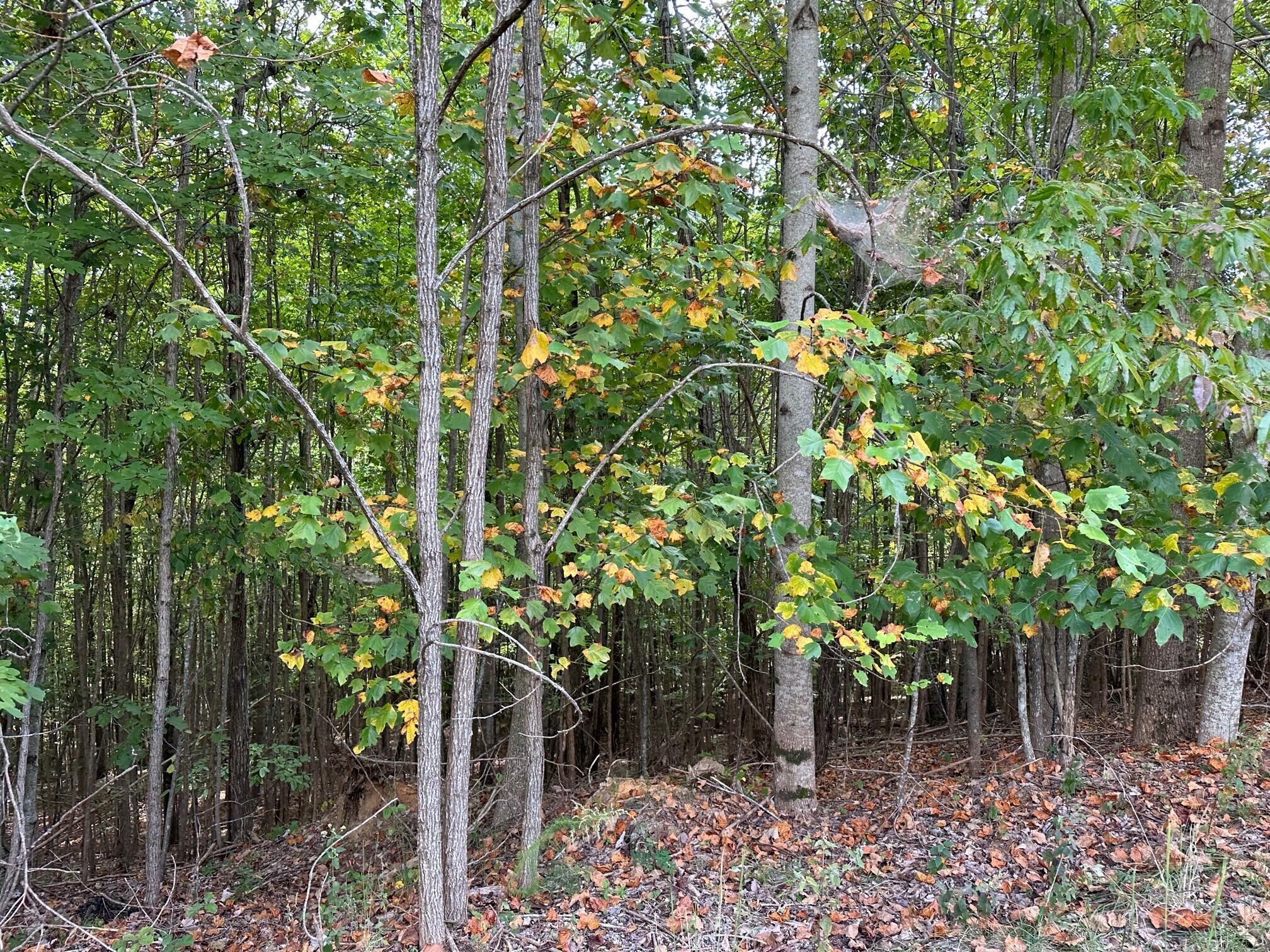Lot 77 Thunder Ridge Drive #77, South Pittsburg, Tennessee image 5