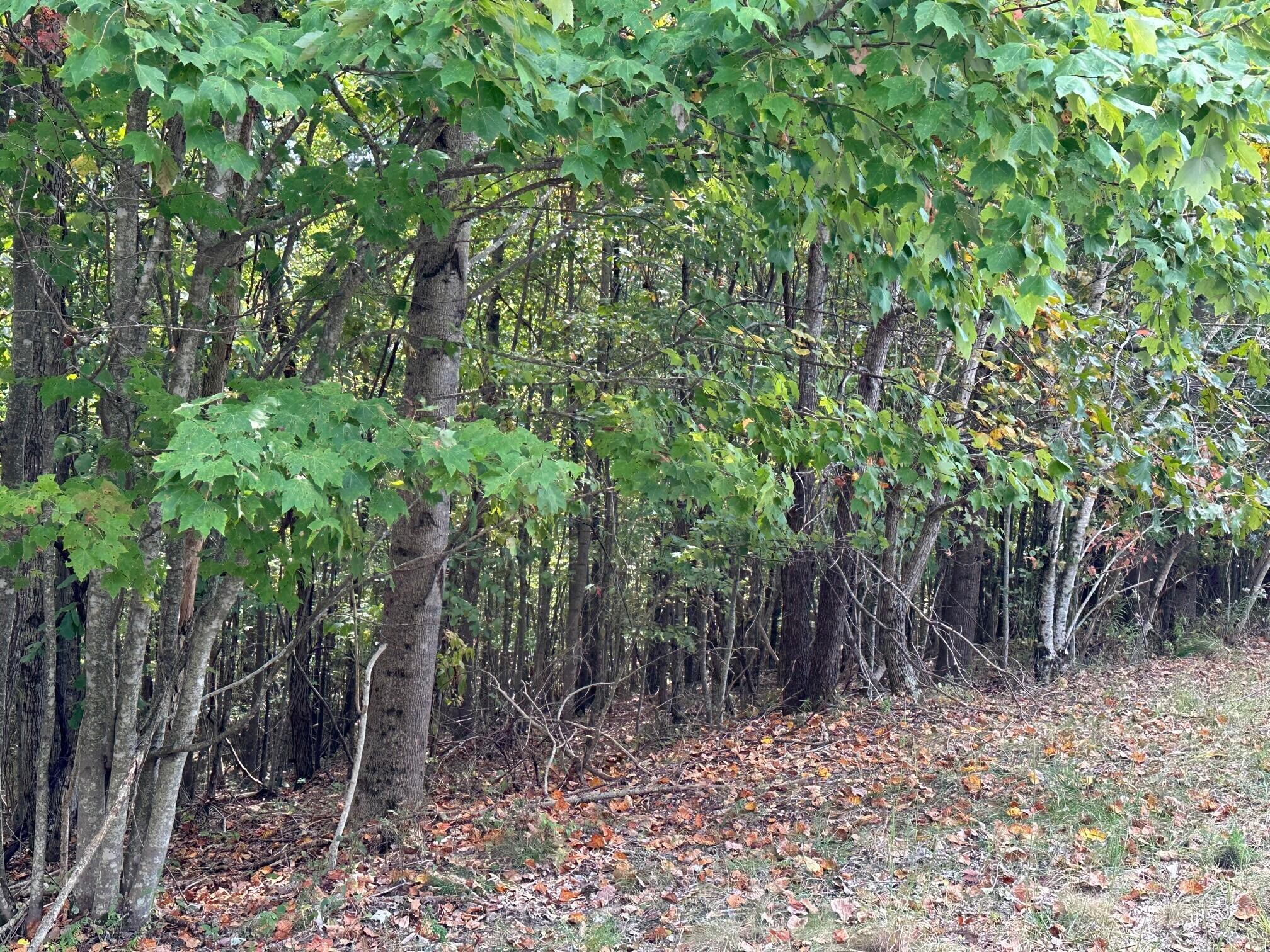 Lot 77 Thunder Ridge Drive #77, South Pittsburg, Tennessee image 4
