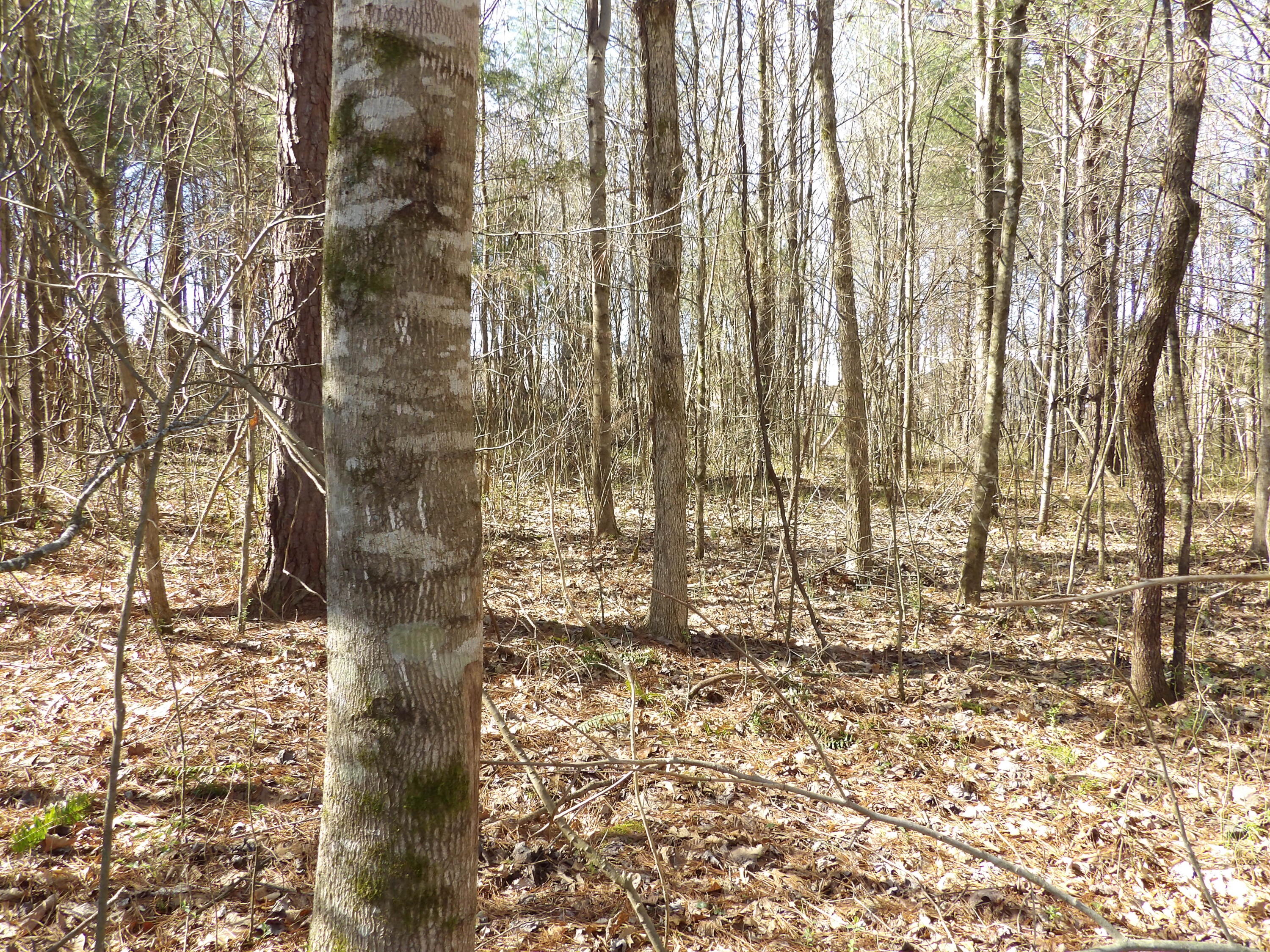 028 Rockfort Road, Pikeville, Tennessee image 16