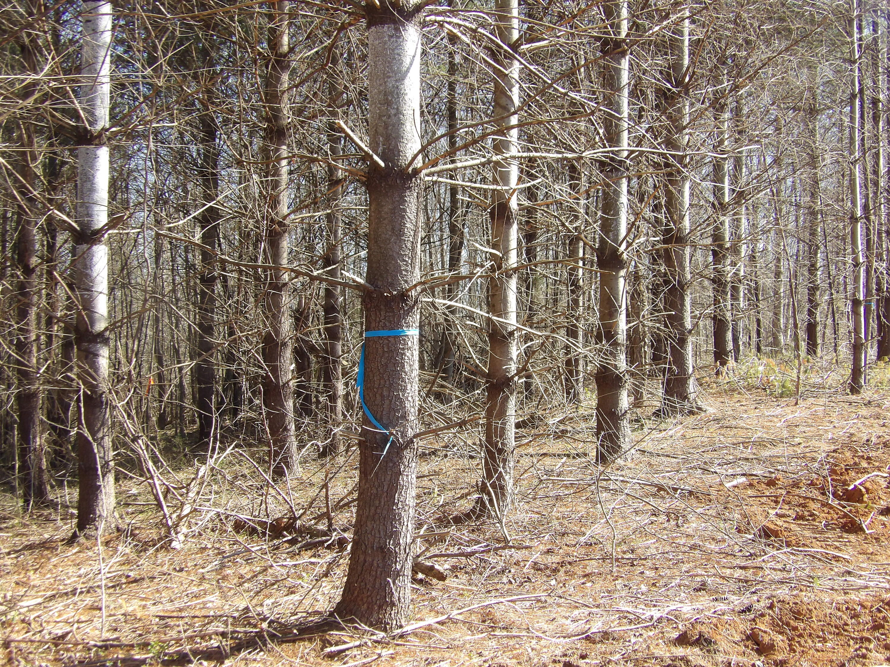 028 Rockfort Road, Pikeville, Tennessee image 11