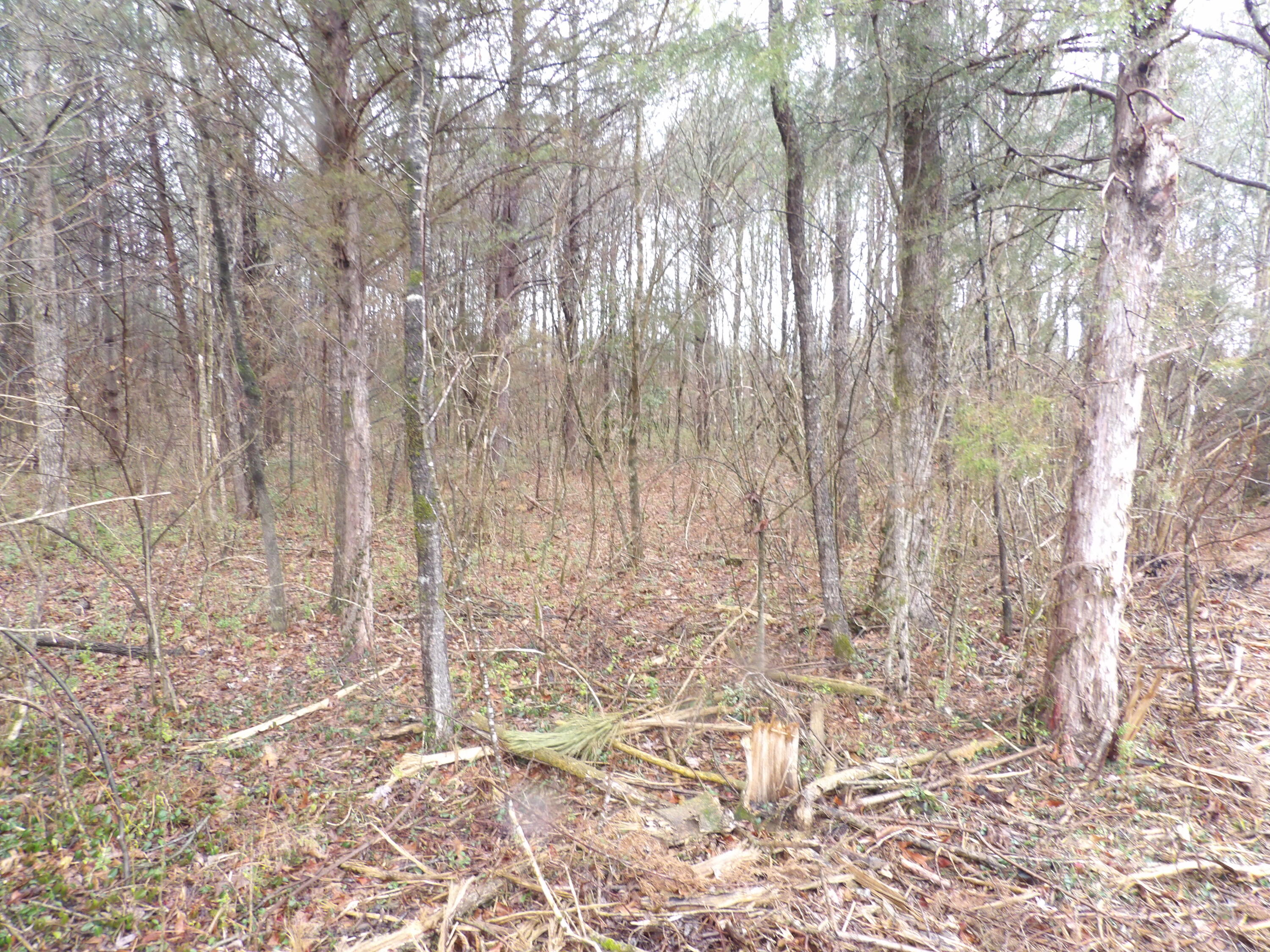 028 Rockfort Road, Pikeville, Tennessee image 5