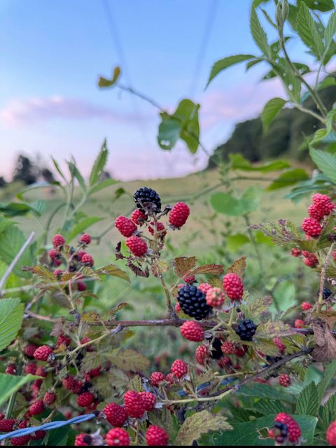 Tiny photo for 13574 Braxton Lane, Birchwood, TN 37308 (MLS # 1529032)