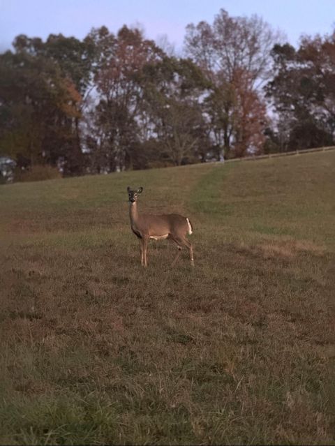 Tiny photo for 13574 Braxton Lane, Birchwood, TN 37308 (MLS # 1529032)