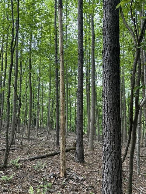 366 Preservation Drive Dr #27, South Pittsburg, Tennessee image 15