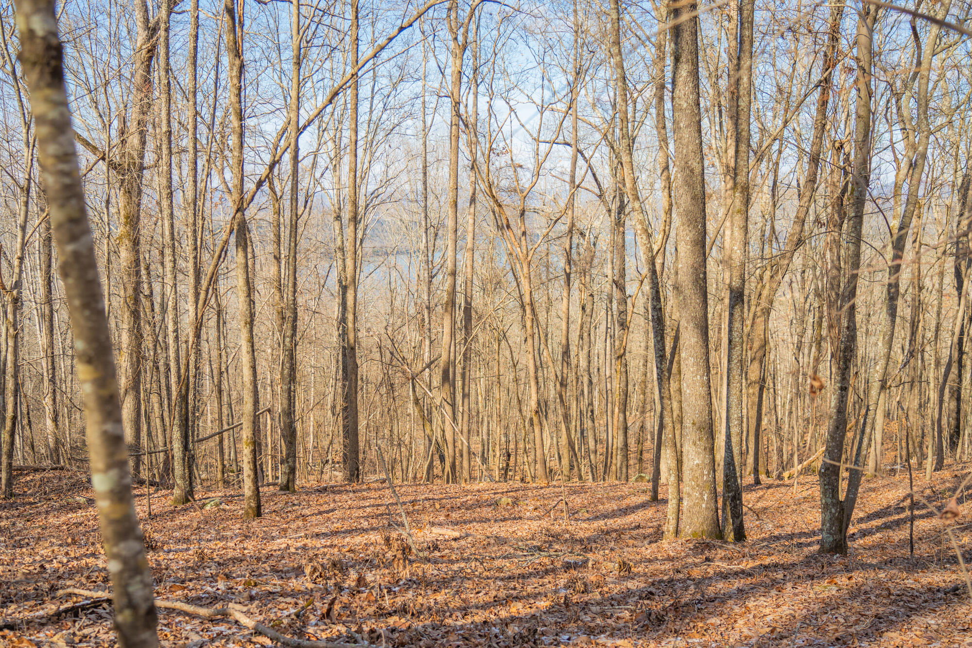 Scenic Drive #5, South Pittsburg, Tennessee image 15