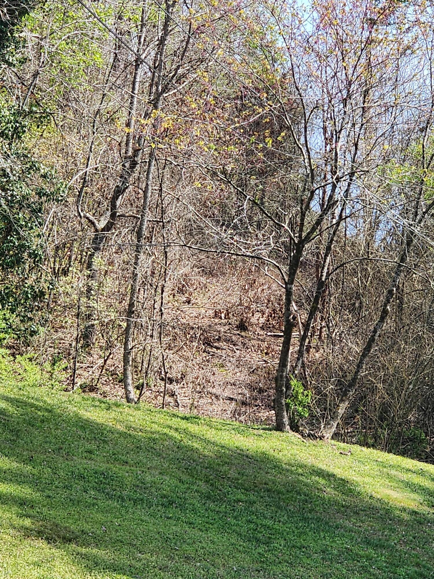 16060 Poole Road, Sale Creek, Tennessee image 2