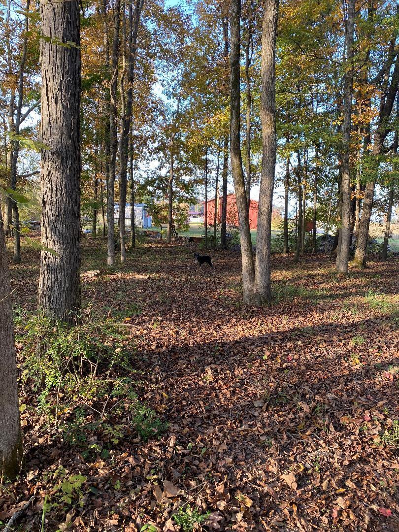 210 County Road 460, Englewood, Tennessee image 8