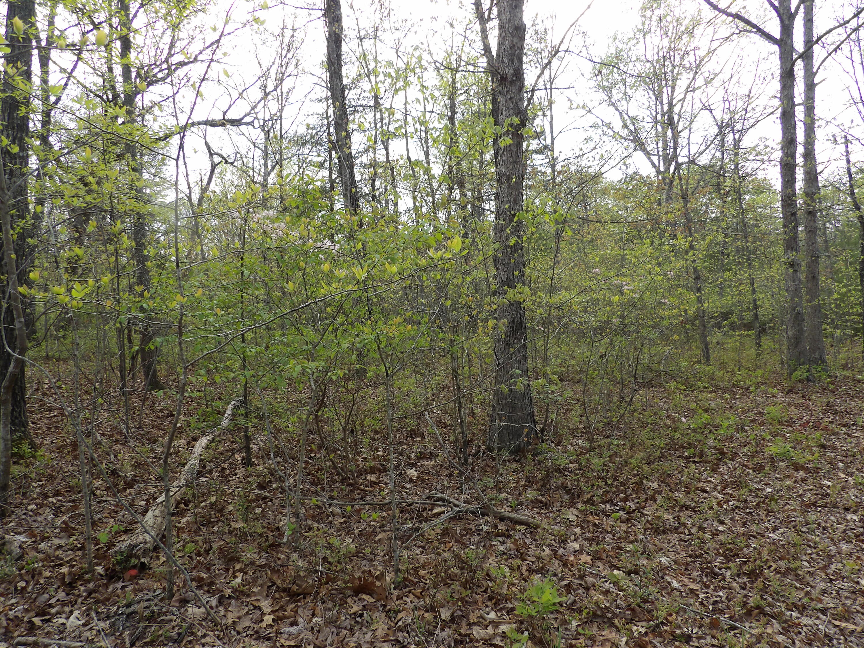 393 Timber View Road, Pikeville, Tennessee image 19
