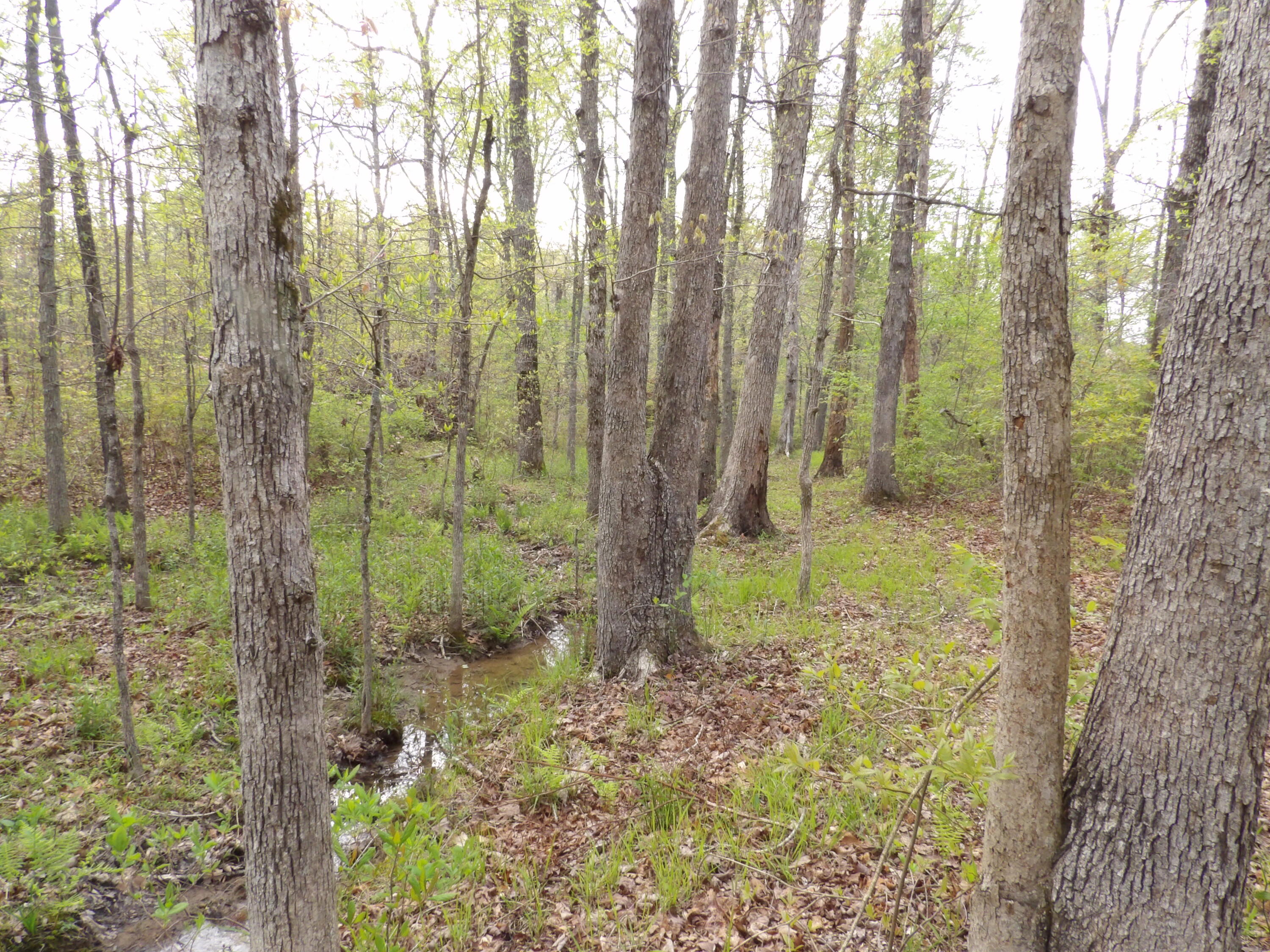 393 Timber View Road, Pikeville, Tennessee image 27