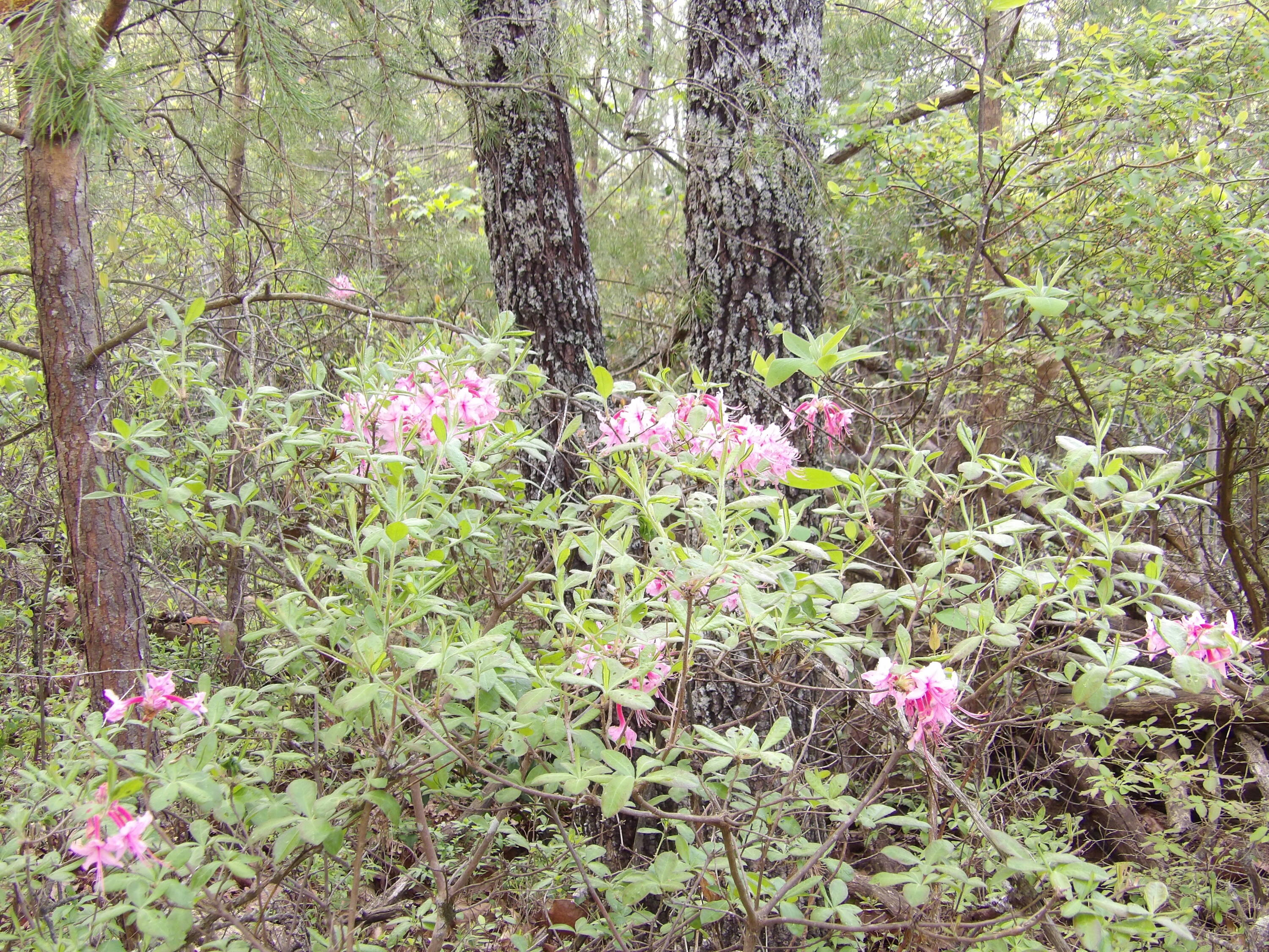 393 Timber View Road, Pikeville, Tennessee image 21