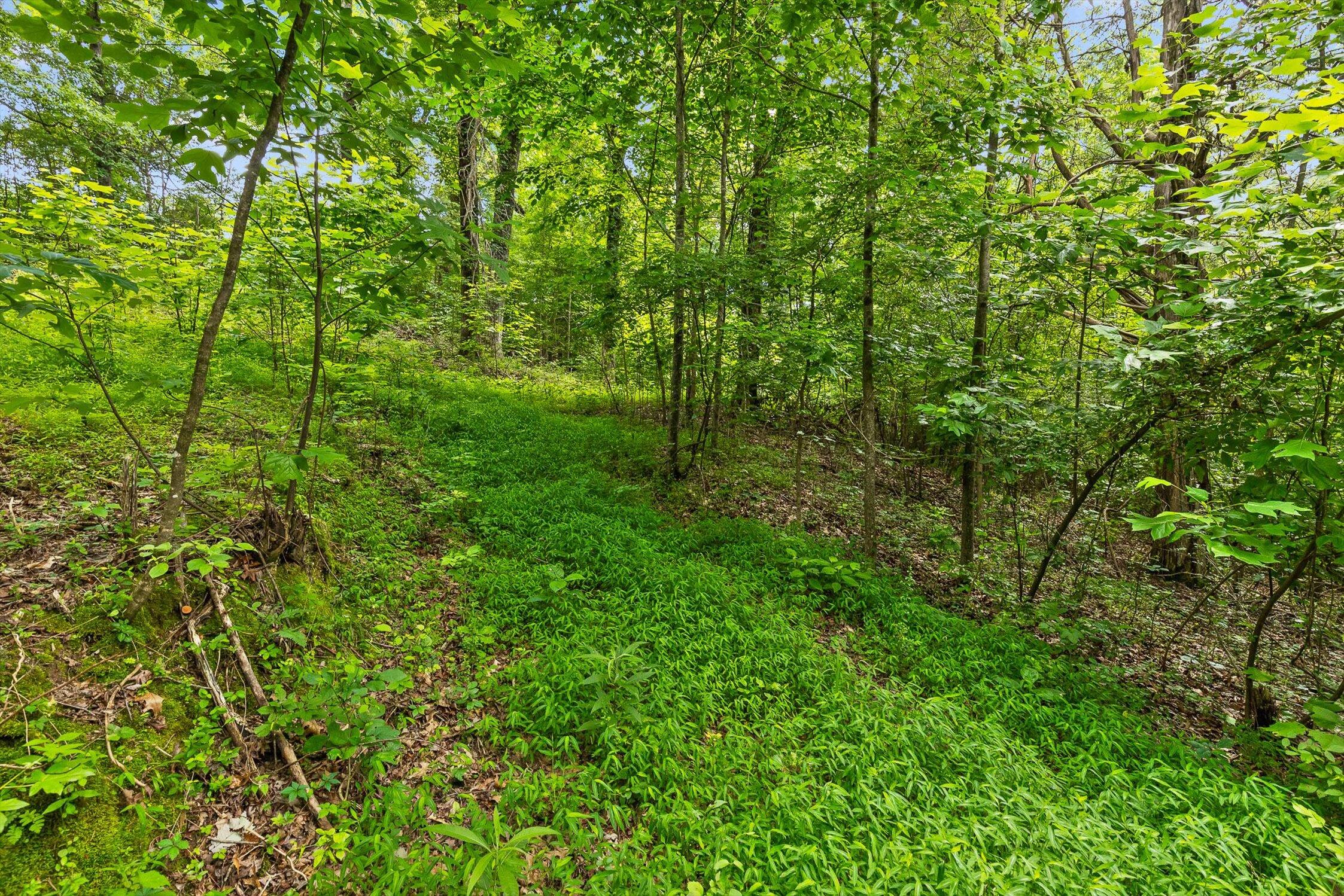 Flintstone, Georgia 30725, United States, ,Land,Active,152836