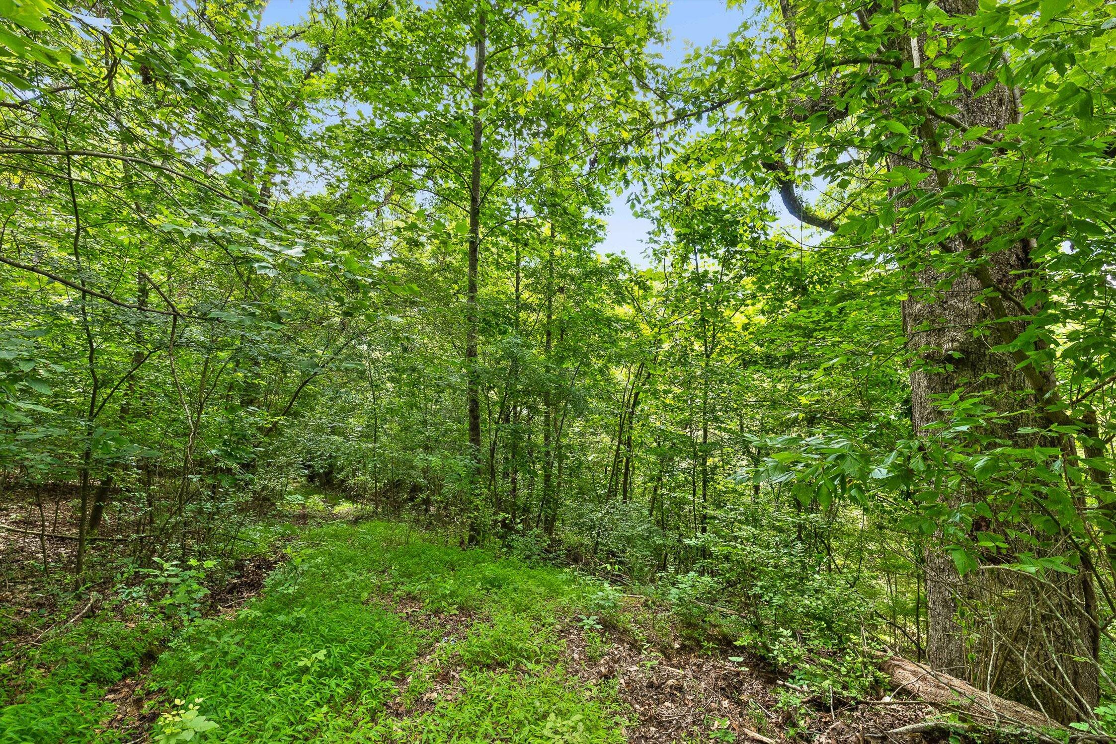 Flintstone, Georgia 30725, United States, ,Land,Active,152836