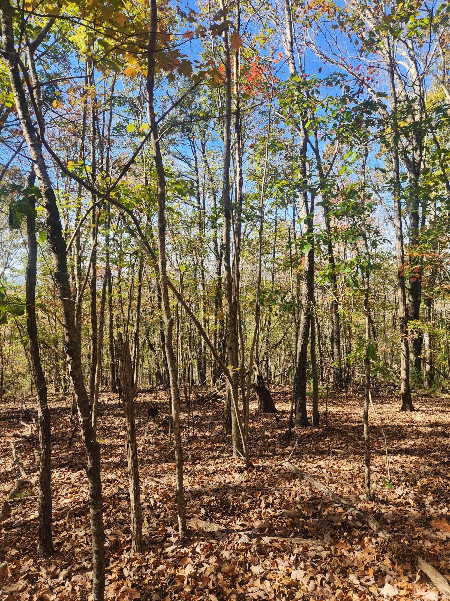 F Graham Road, Dunlap, Tennessee image 15