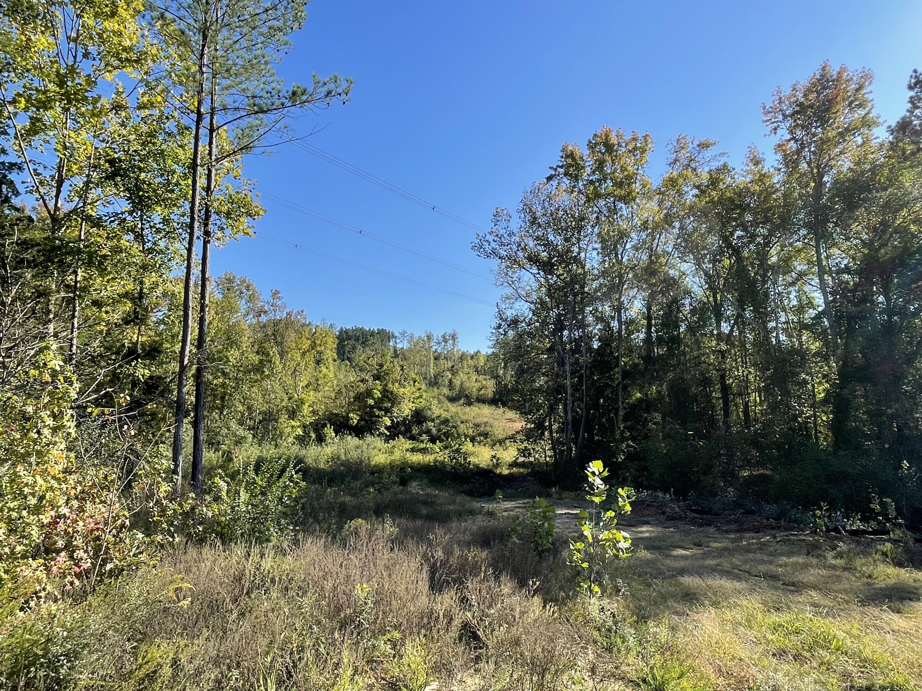 Maple Grove Road, Ten Mile, Tennessee image 2