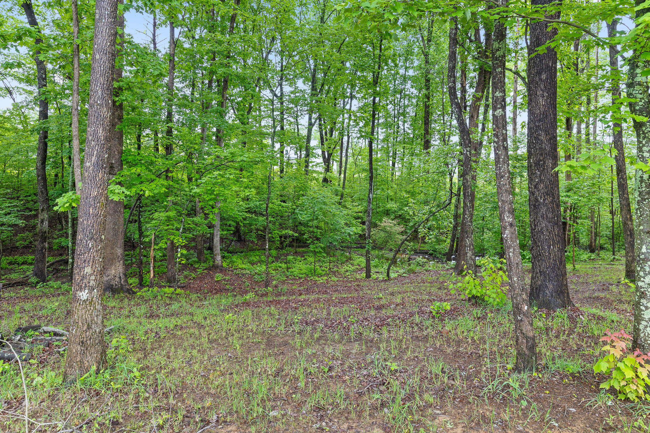 7258 Grey Hawk Trail, Signal Mountain, Tennessee image 44