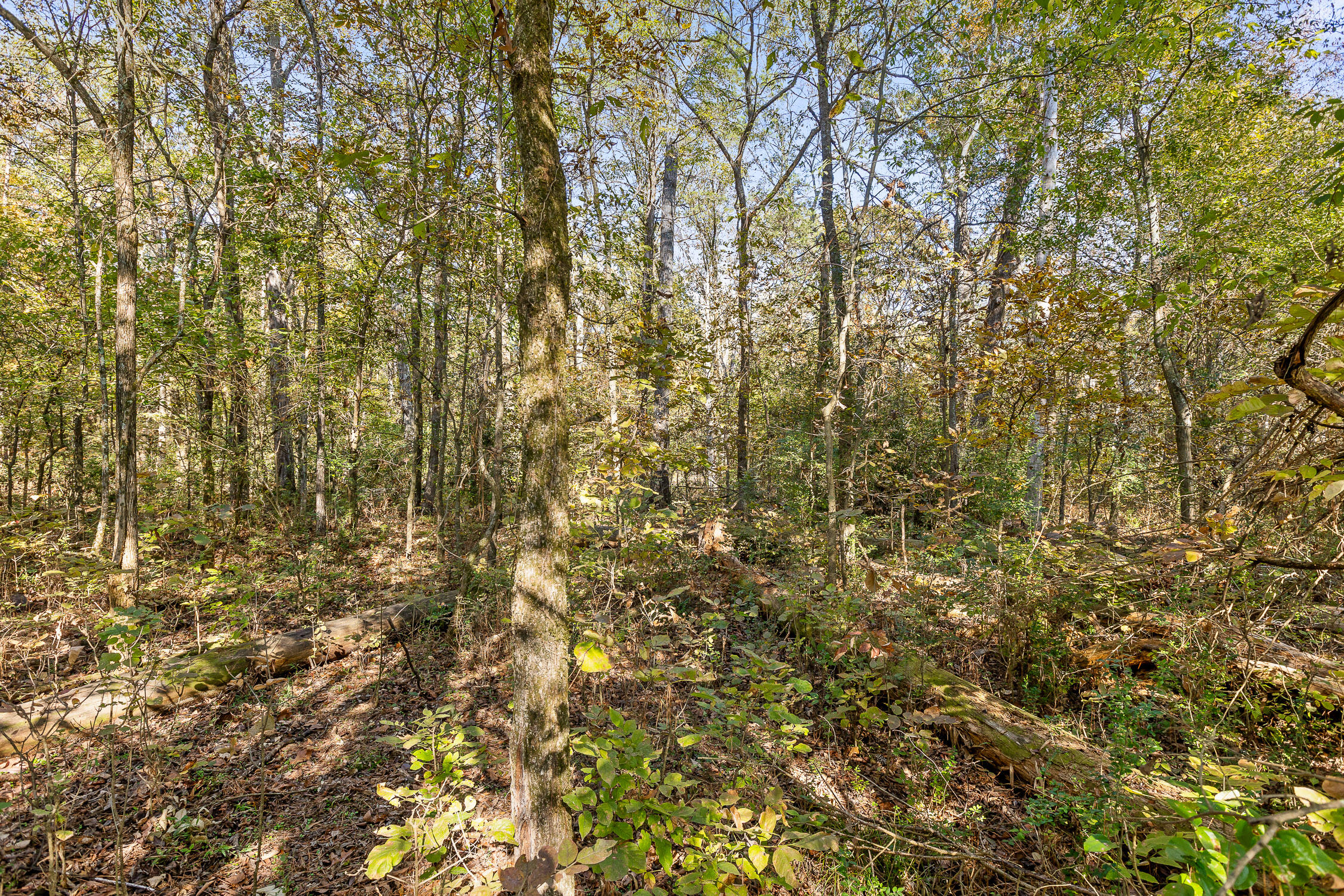 327 Starr Hawk Lane, Chickamauga, Georgia image 3