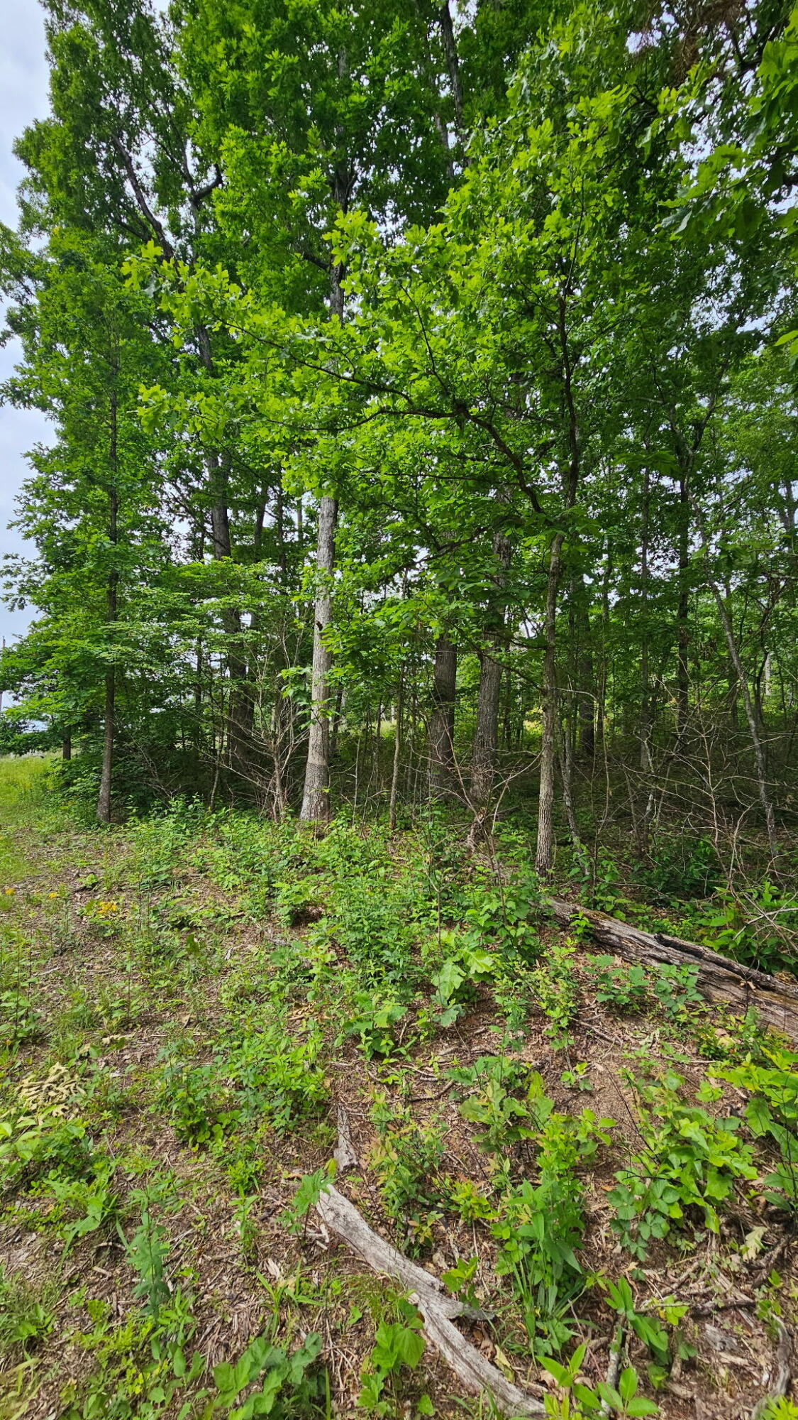 00 Ashford Drive, Crossville, Tennessee image 3