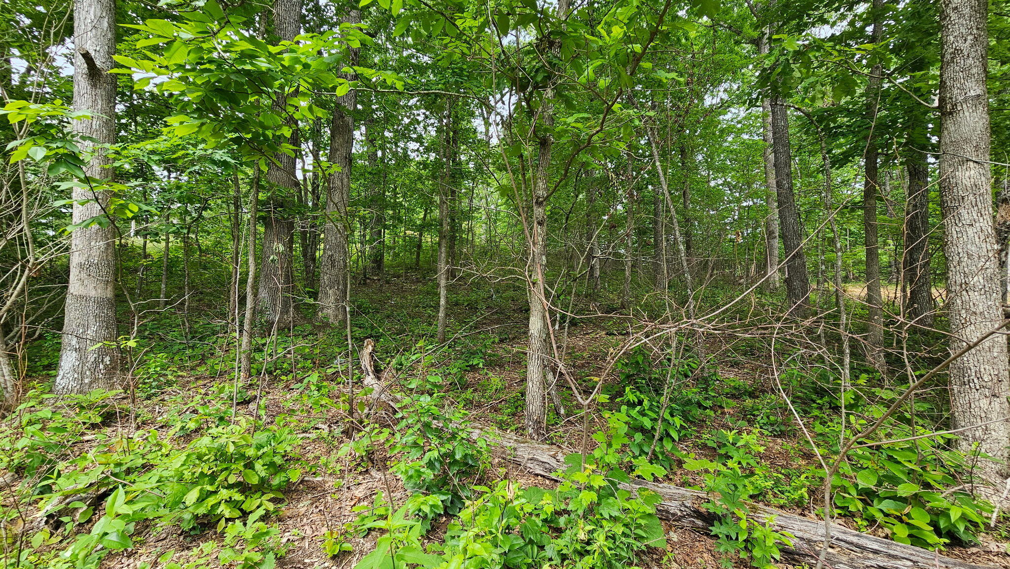 00 Ashford Drive, Crossville, Tennessee image 6