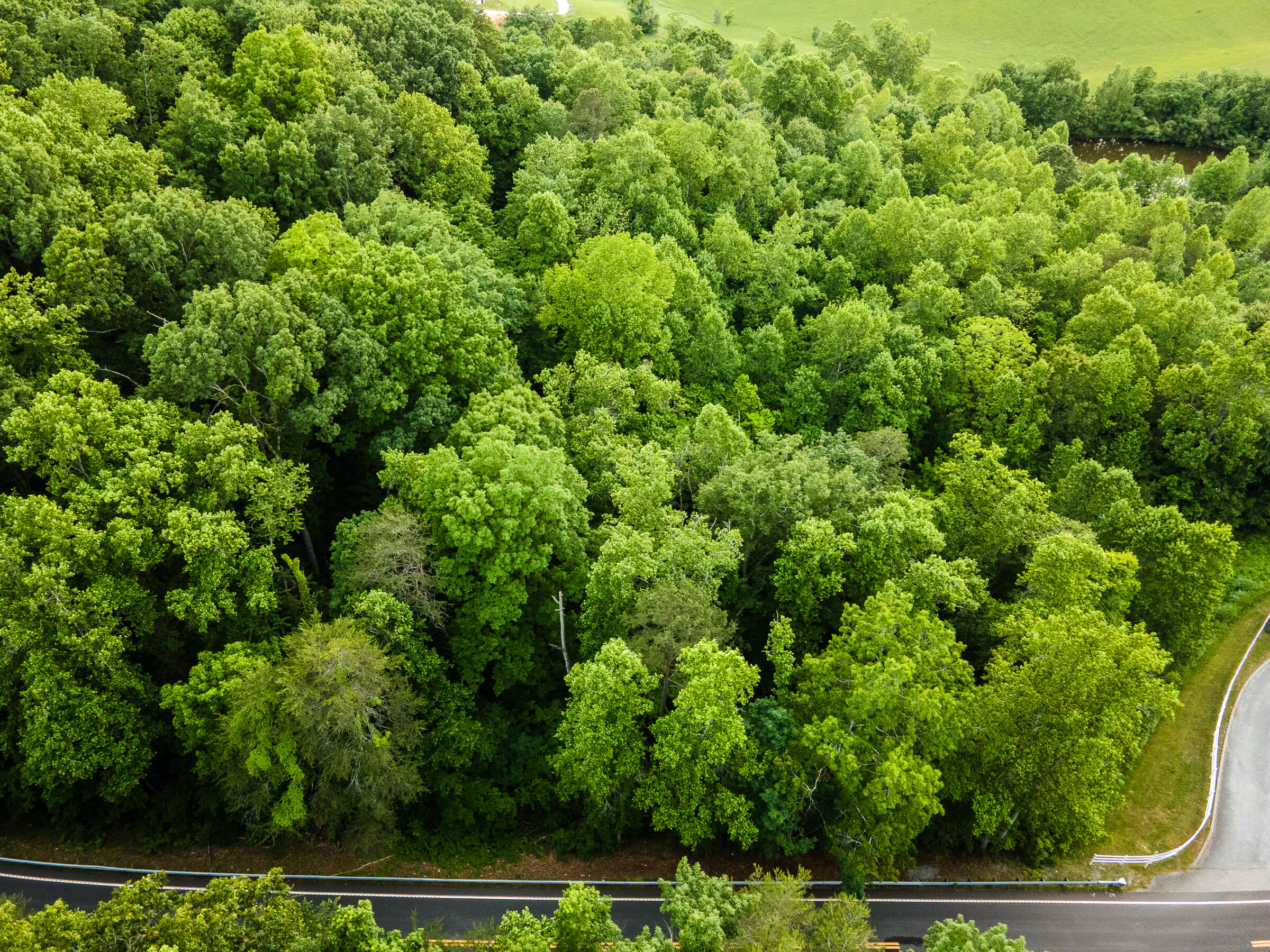 Espalier Drive, Decatur, Tennessee image 6