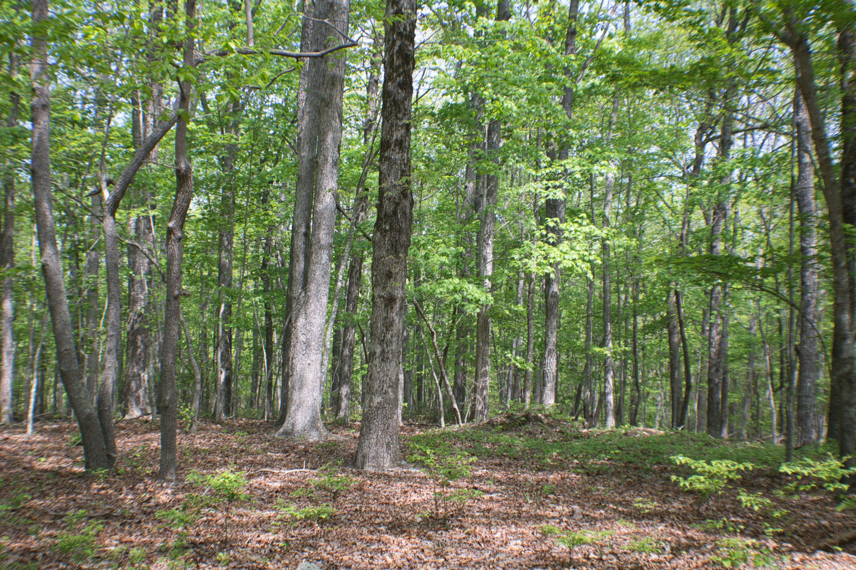 157 Highway #24 ACRES, Menlo, Georgia image 29