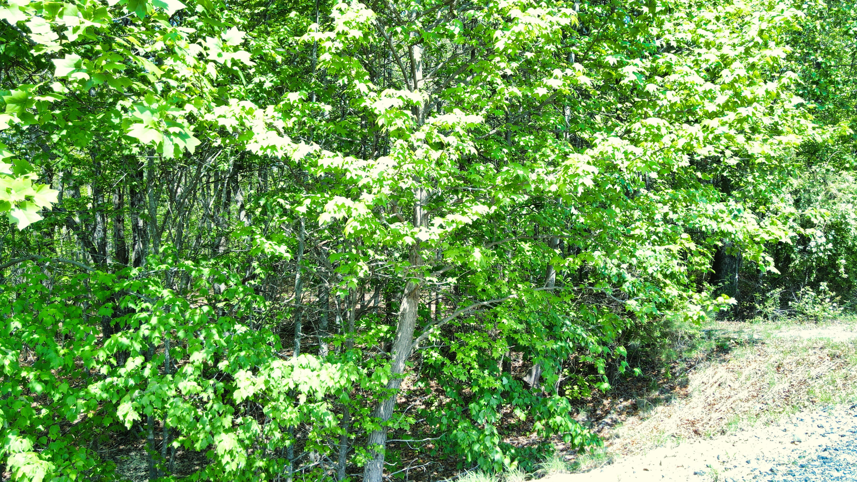 157 Highway #24 ACRES, Menlo, Georgia image 22