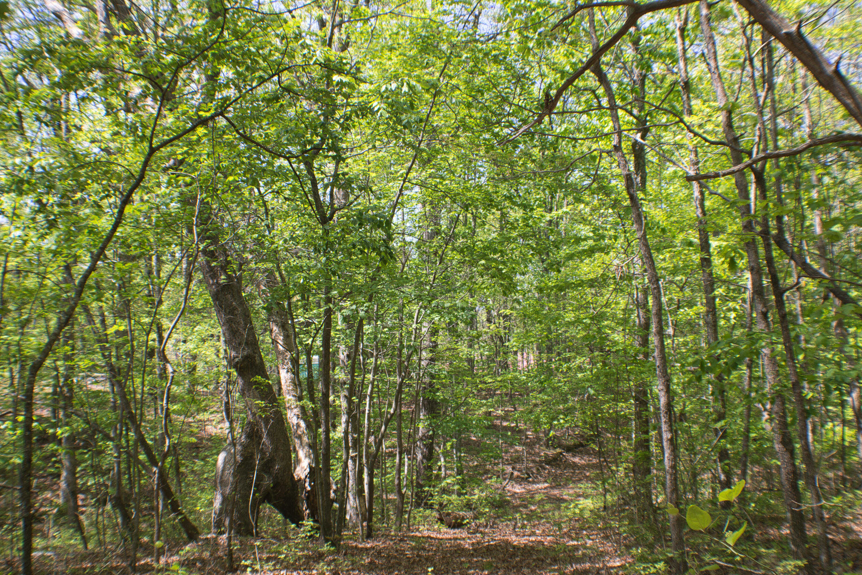 157 Highway #24 ACRES, Menlo, Georgia image 32
