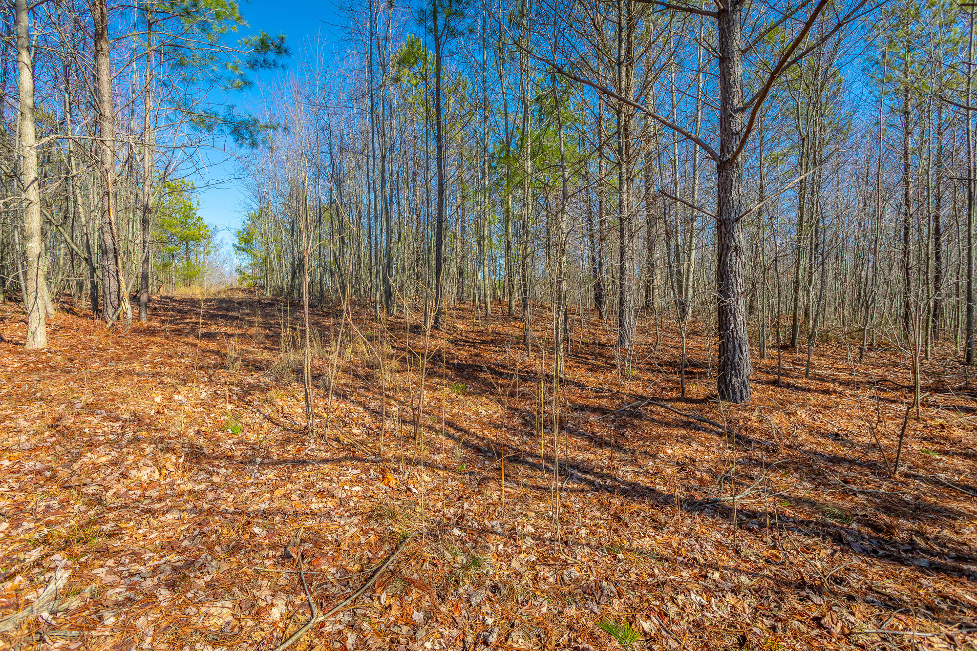 Cherokee Path #242, Jasper, Tennessee image 8