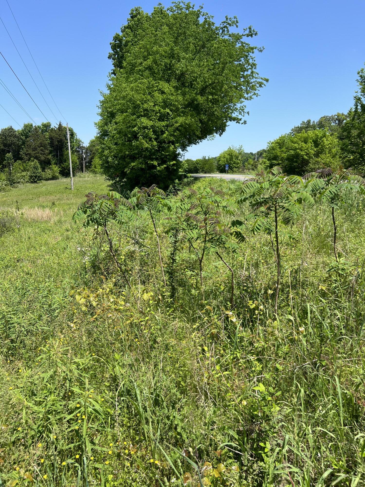 Hwy 11, Riceville, Tennessee image 6