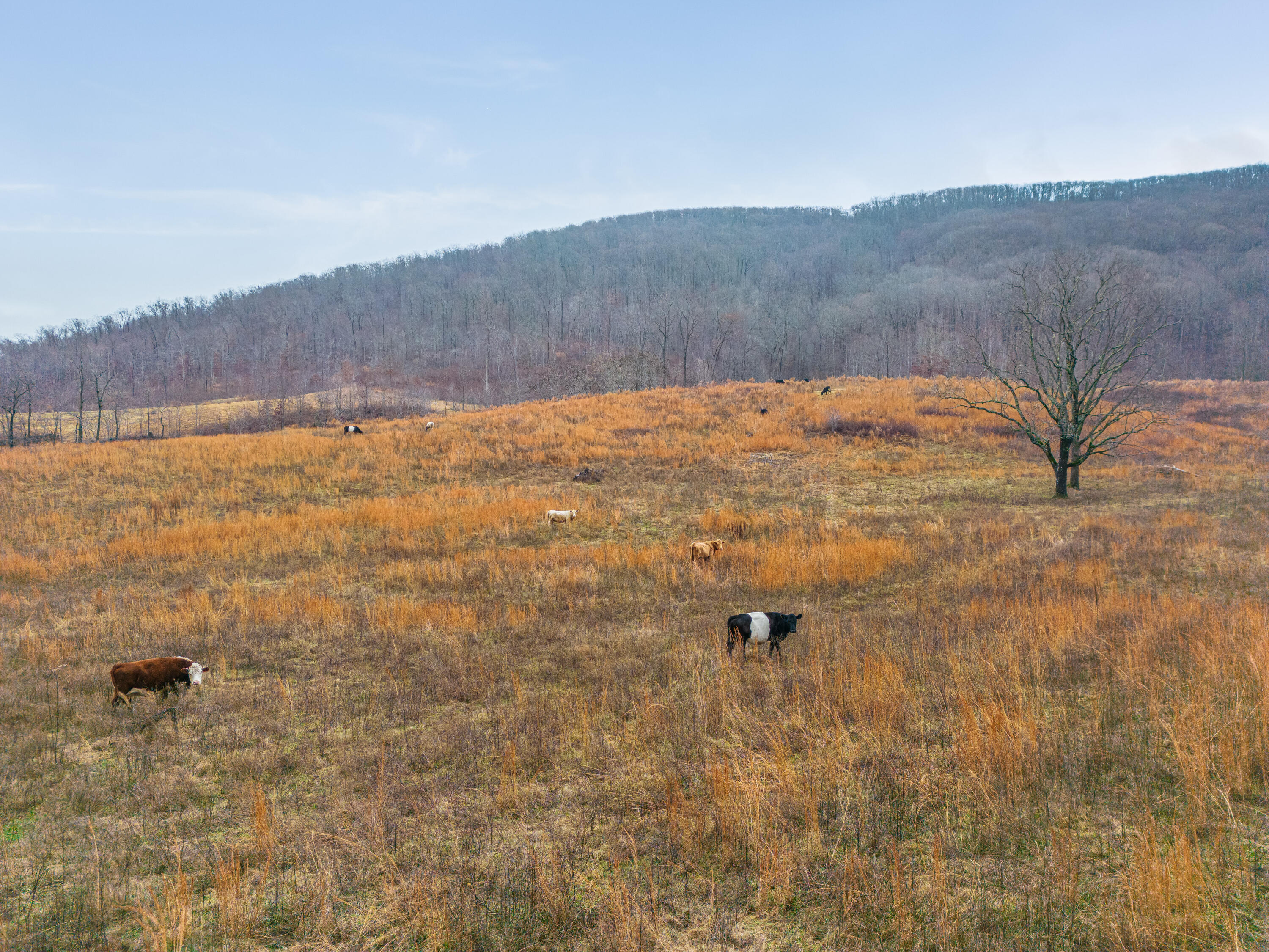 Kemmer Road, Crossville, Tennessee image 3