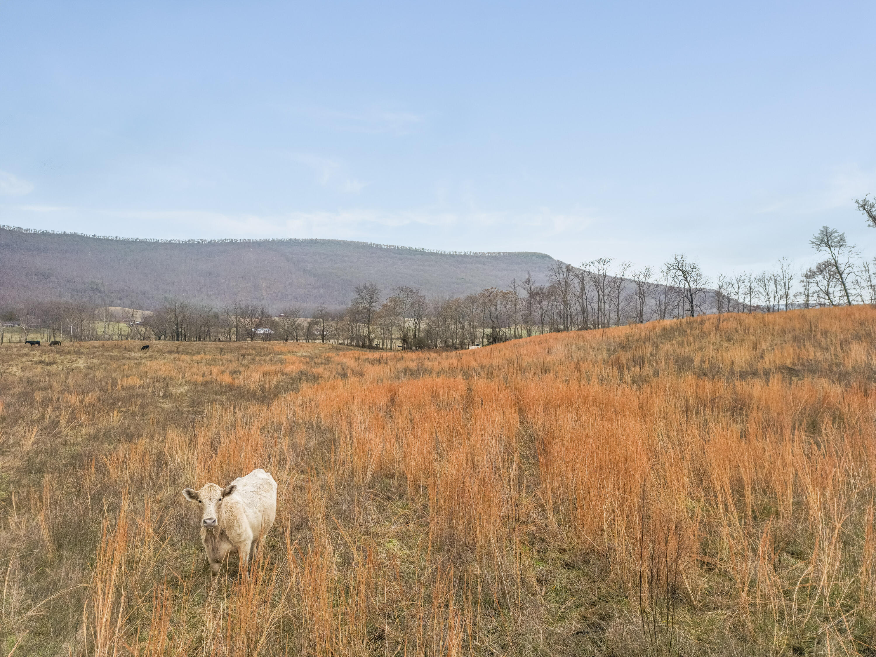 Kemmer Road, Crossville, Tennessee image 4