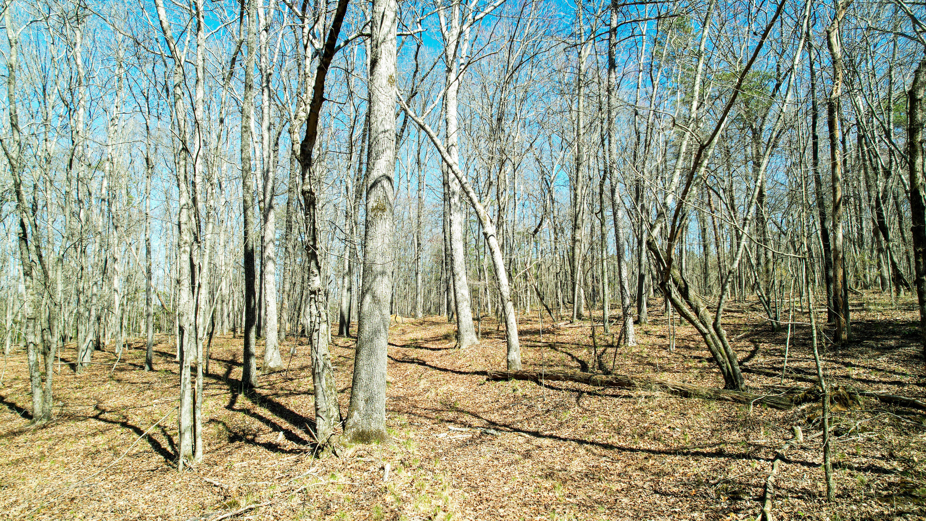 County Road 492, Henagar, Alabama image 6