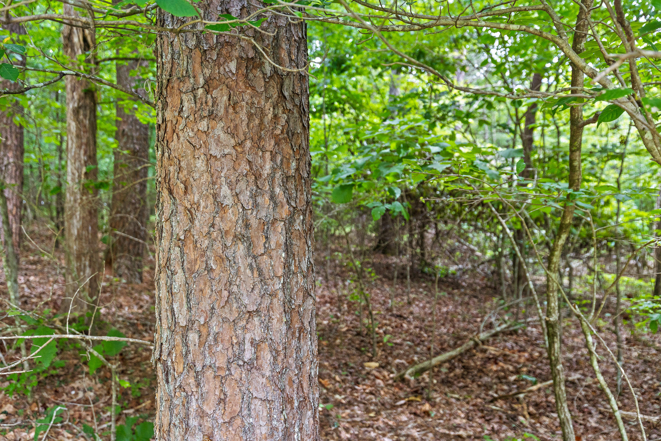 Timberwood Trce #302, Monteagle, Tennessee image 14