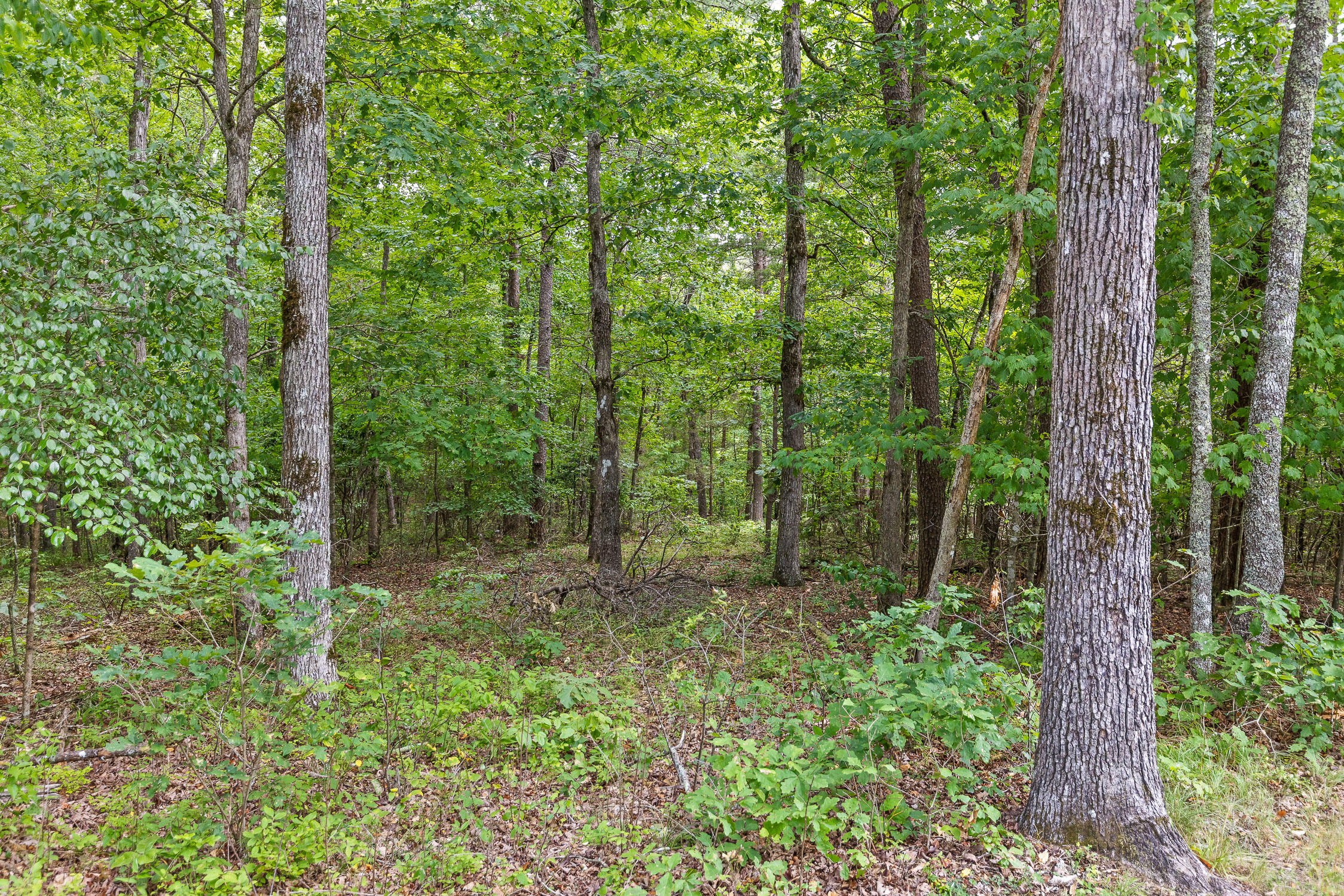 Timberwood Trce #302, Monteagle, Tennessee image 12