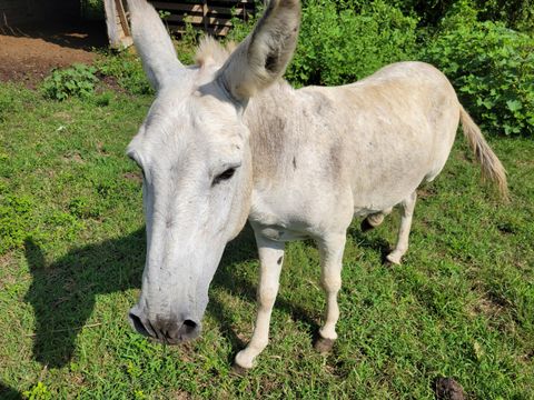 Tiny photo for 8110 Ooltewah Georgetown Road, Ooltewah, TN 37363 (MLS # 1519207)