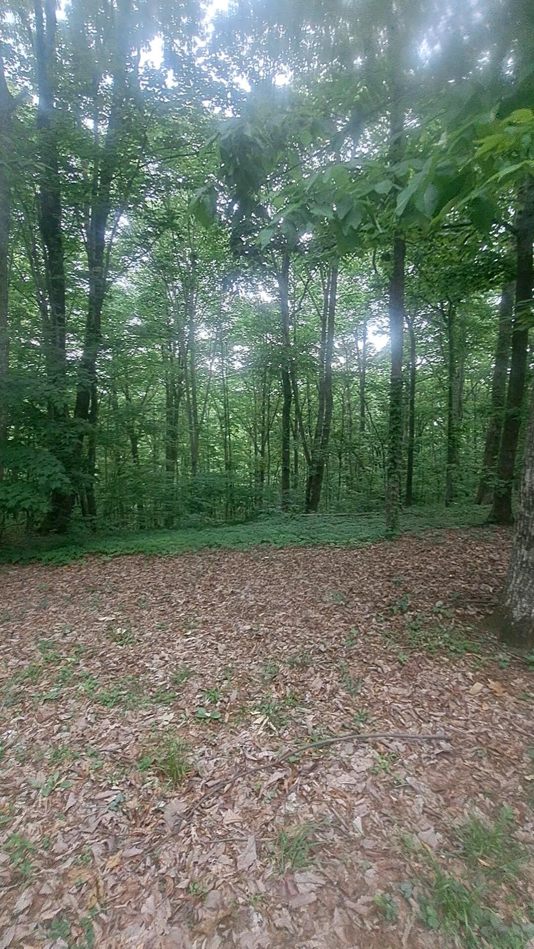 665 Scott Road, Signal Mountain, Tennessee image 6