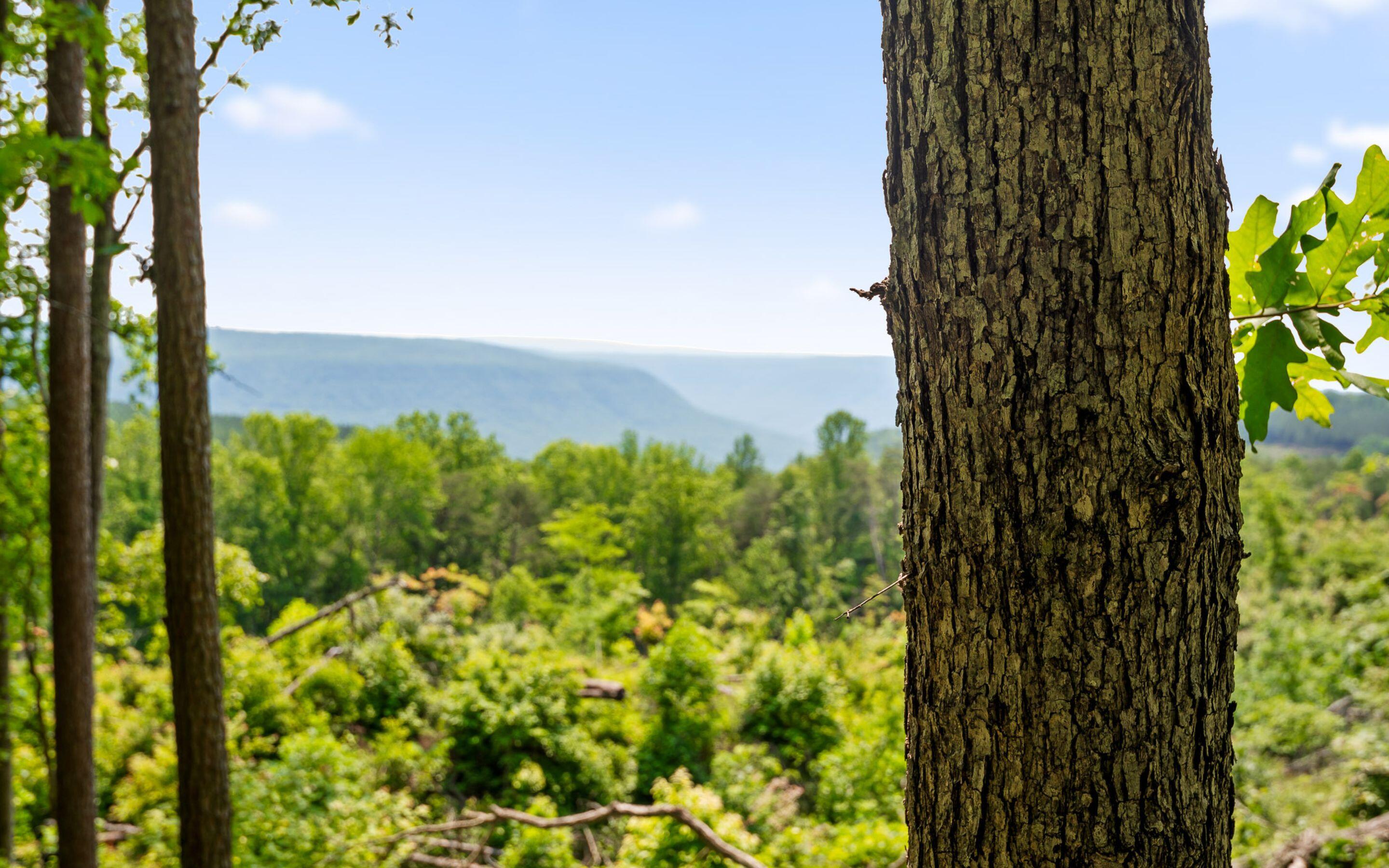 Lot 2222 High Ground Road, Guild, Tennessee image 16