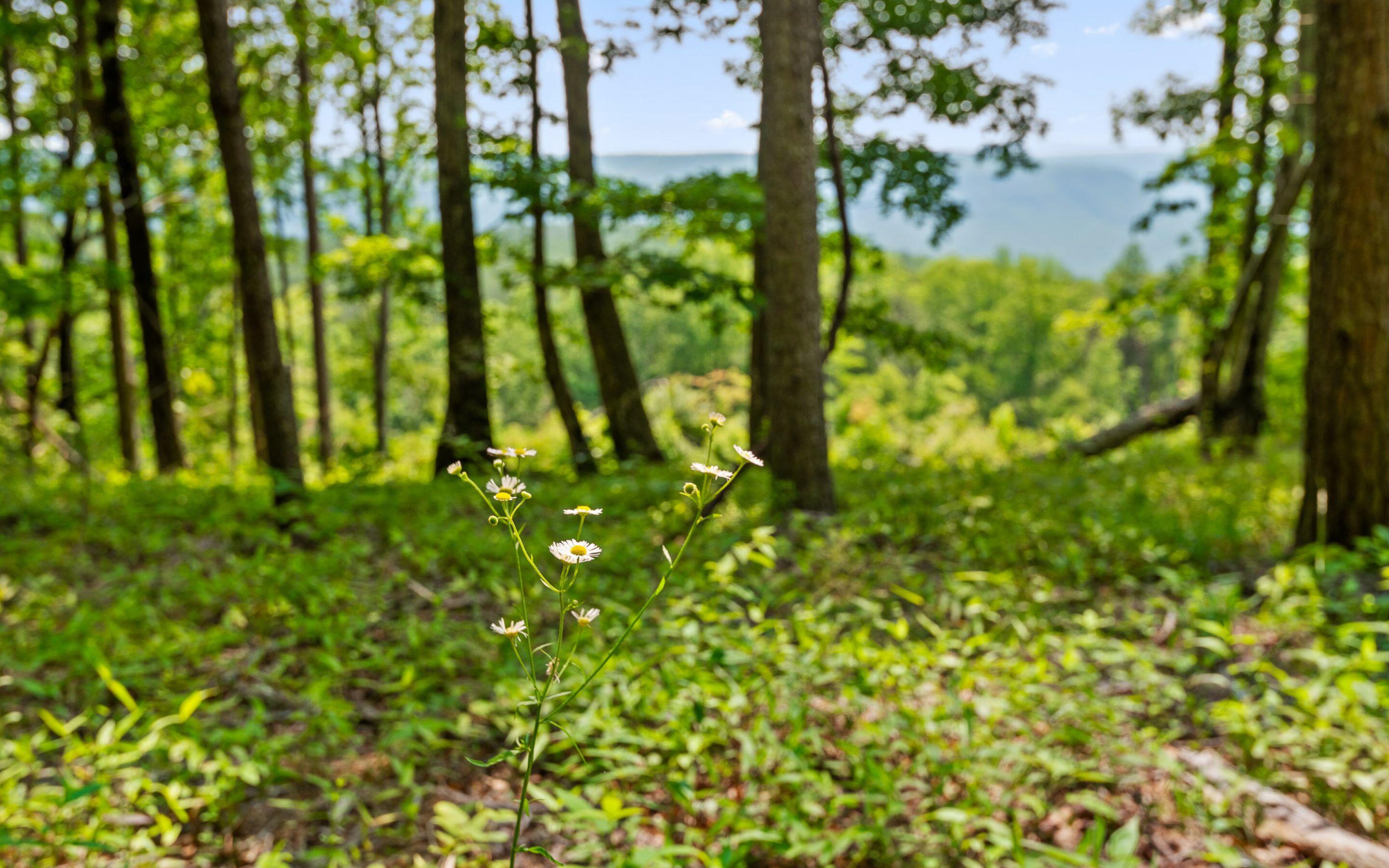 Lot 2222 High Ground Road, Guild, Tennessee image 15