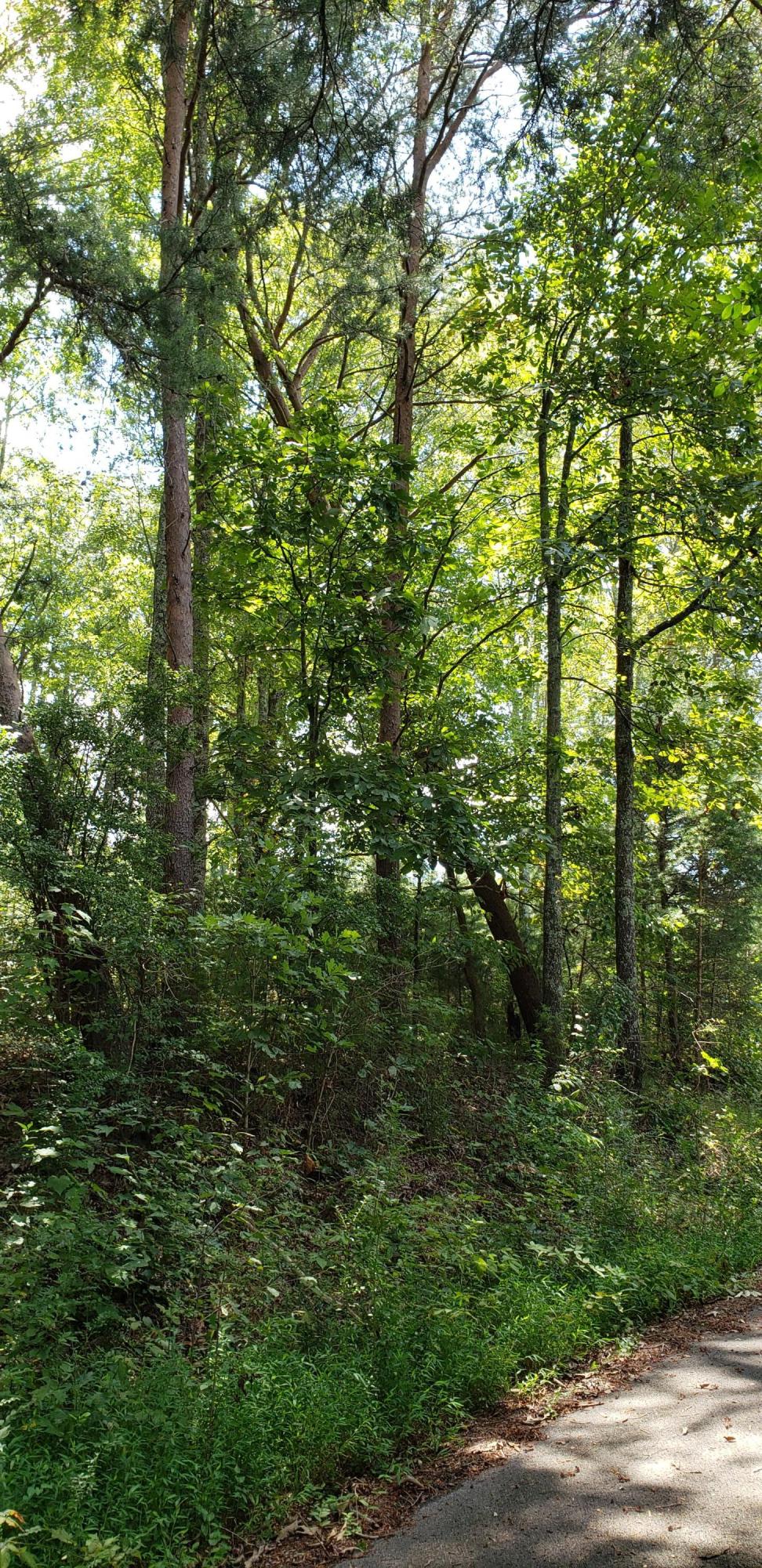 Treeline Drive #4, Dunlap, Tennessee image 5