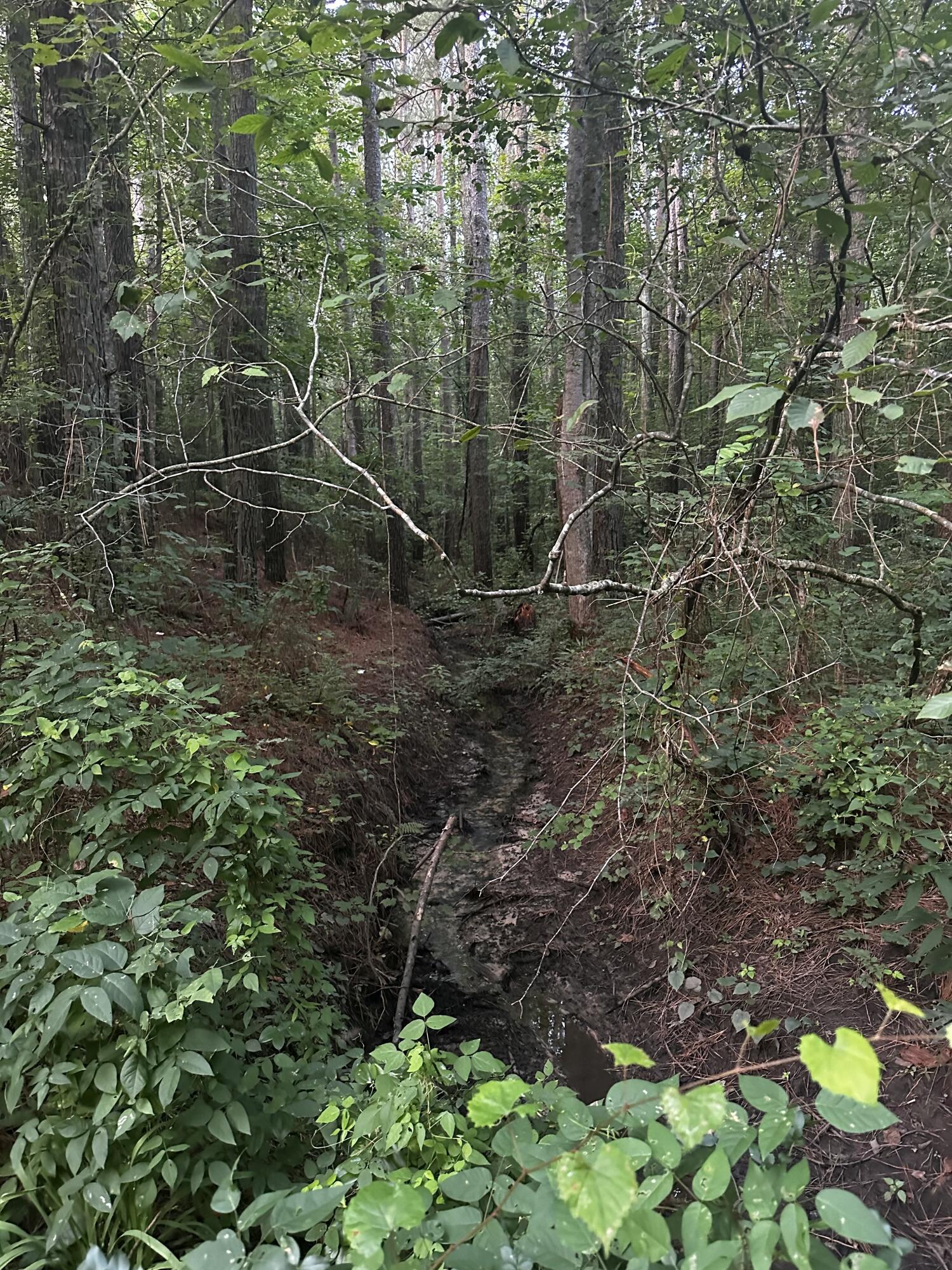 Sand Mountain Road, Old Fort, Tennessee image 21