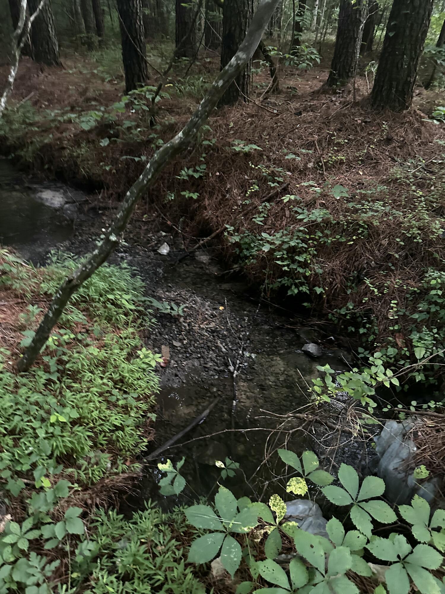 Sand Mountain Road, Old Fort, Tennessee image 27