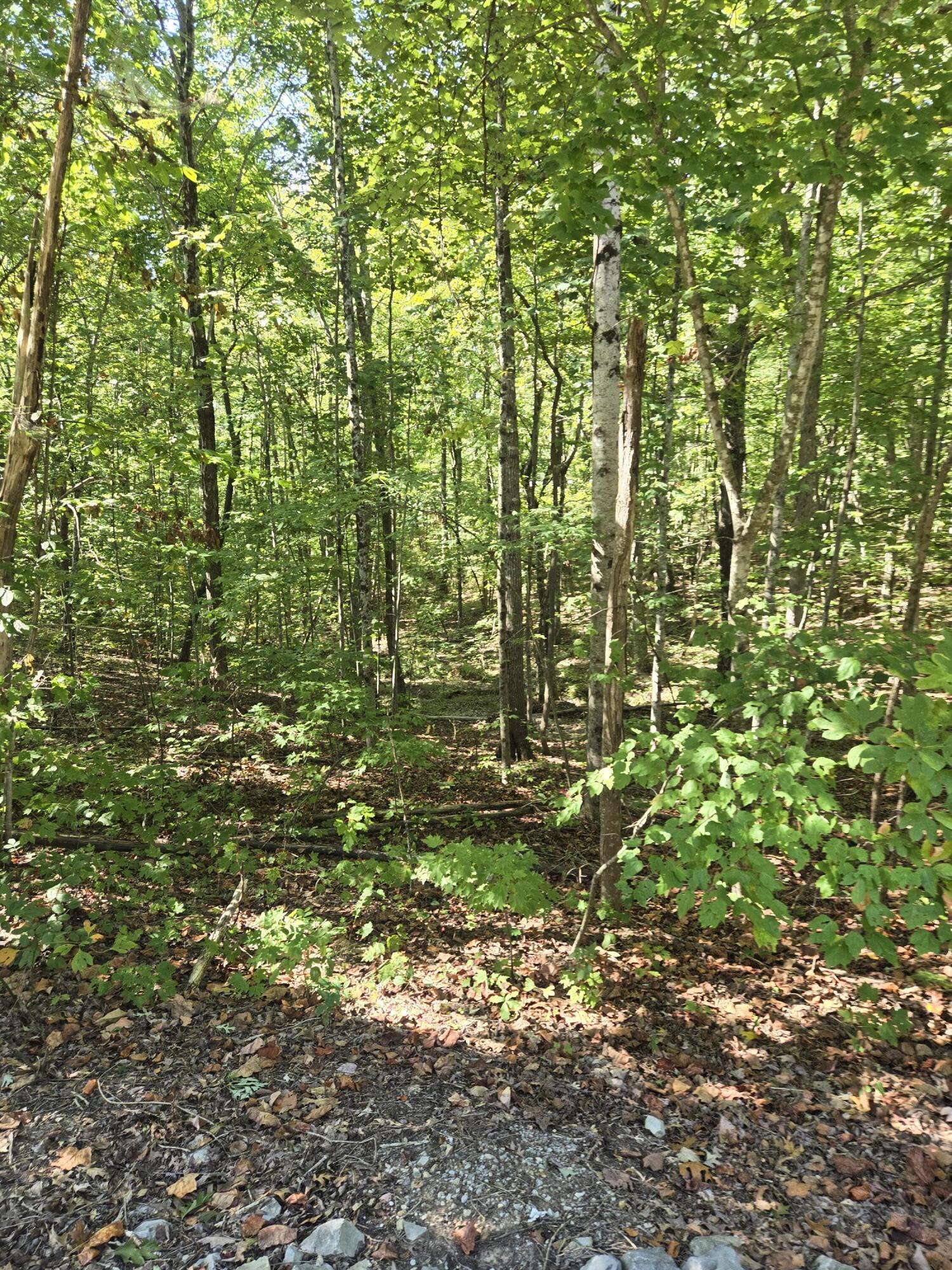Raven Cliff Road, Graysville, Tennessee image 3