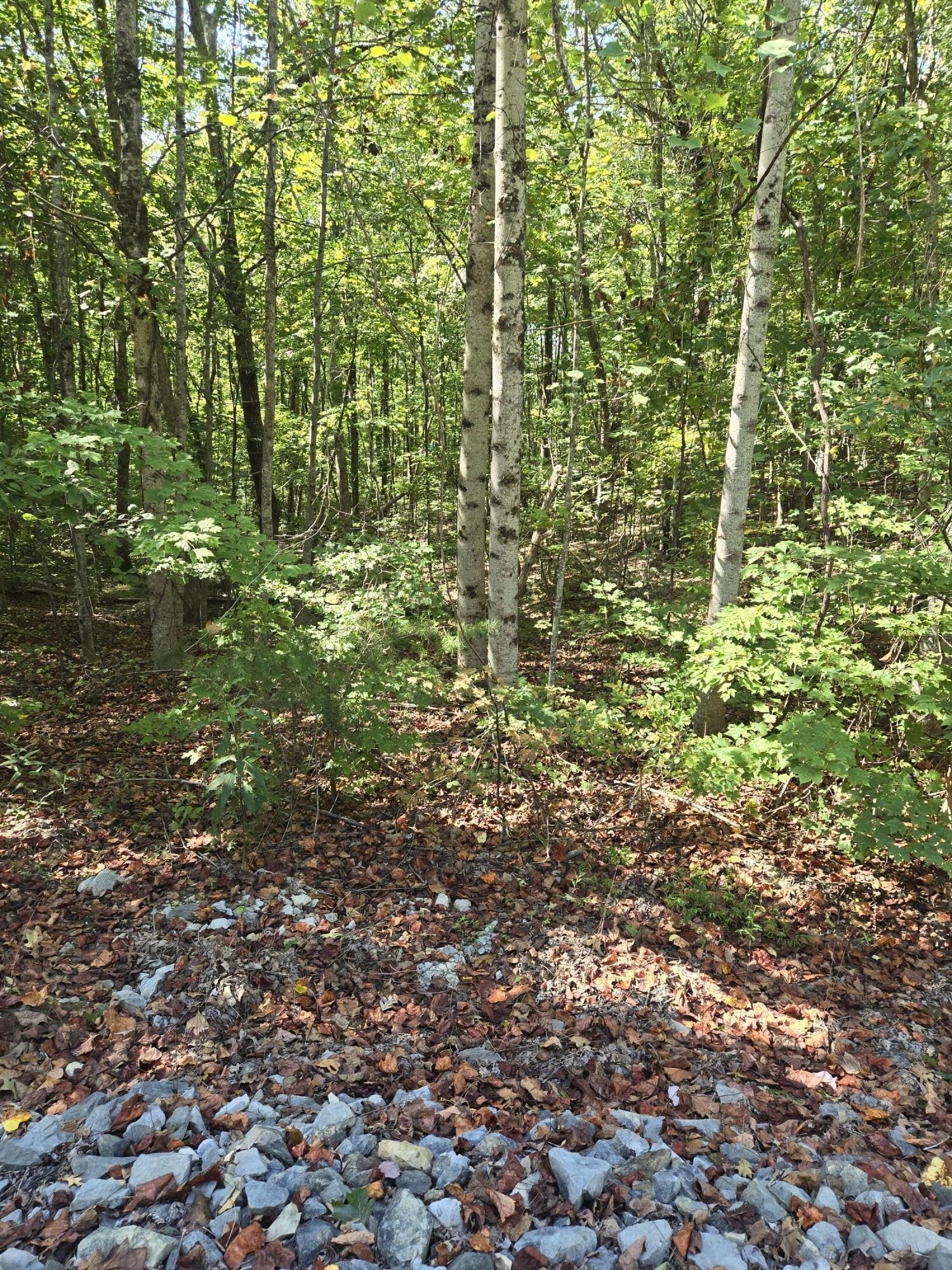 Raven Cliff Road, Graysville, Tennessee image 2