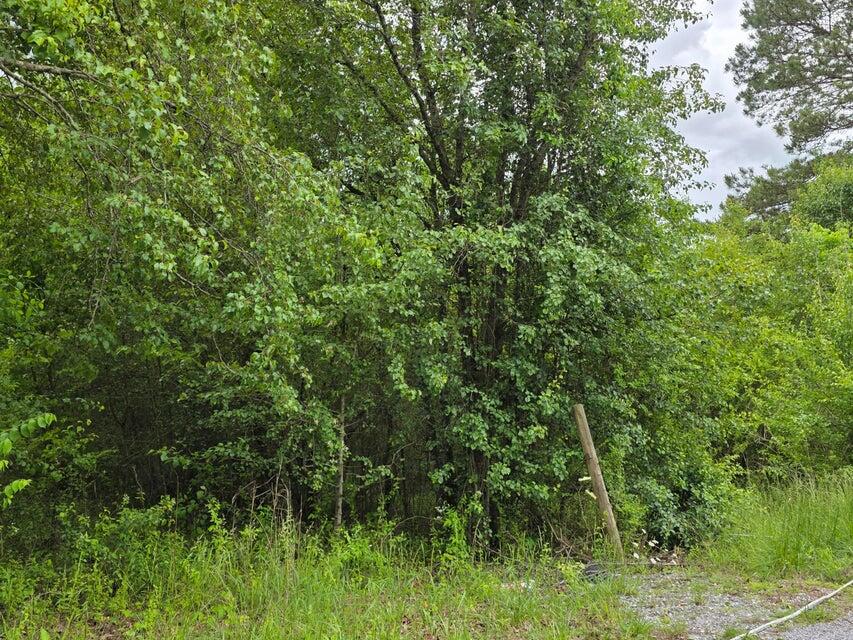 00 County Road #101, Riceville, Tennessee image 1